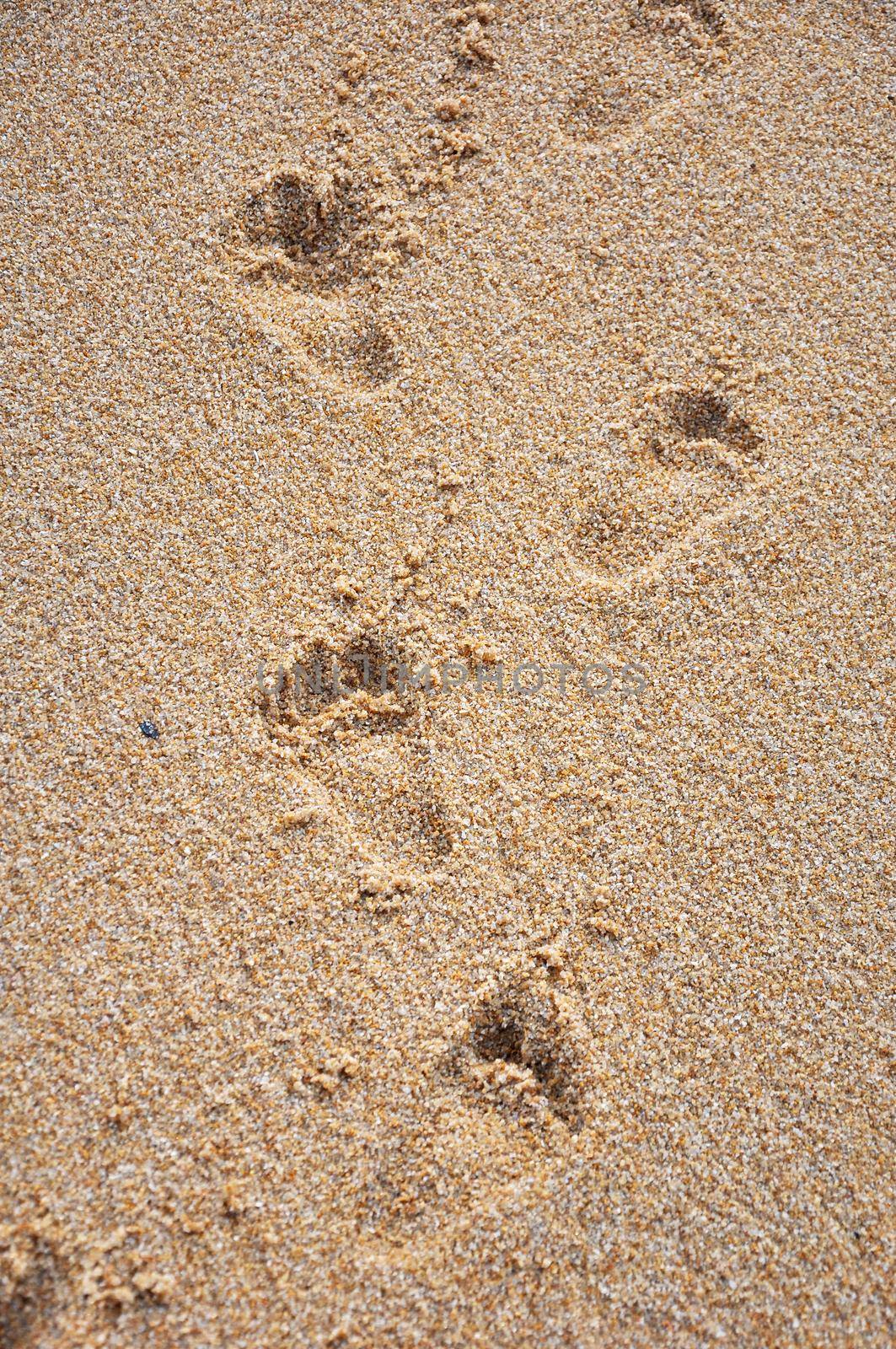 Child footprints on sand sea shore by BreakingTheWalls
