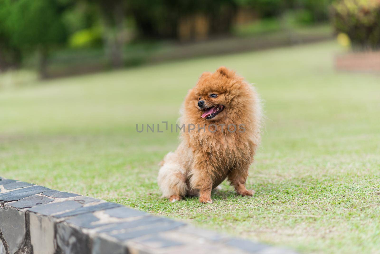 small orange pomeranian dog standing on the grass