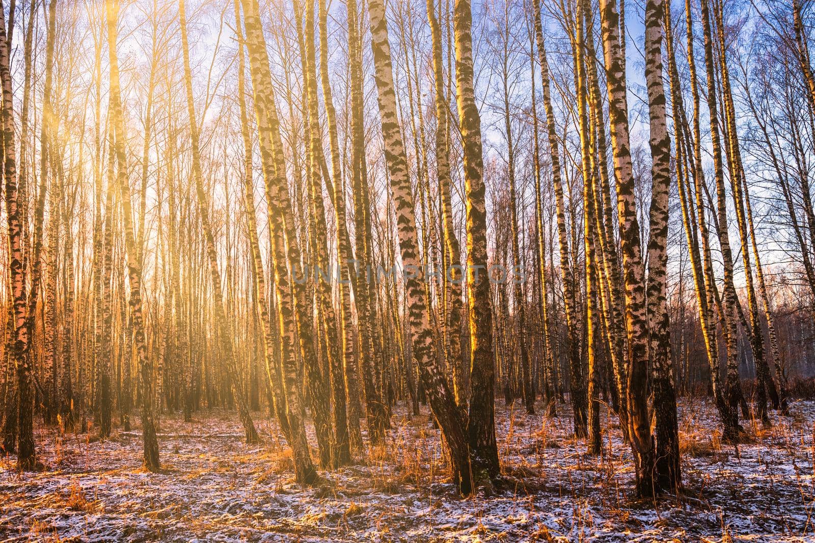 Sunset or sunrise in a birch grove with a first winter snow on earth. Rows of birch trunks with the sun's rays passing through them.