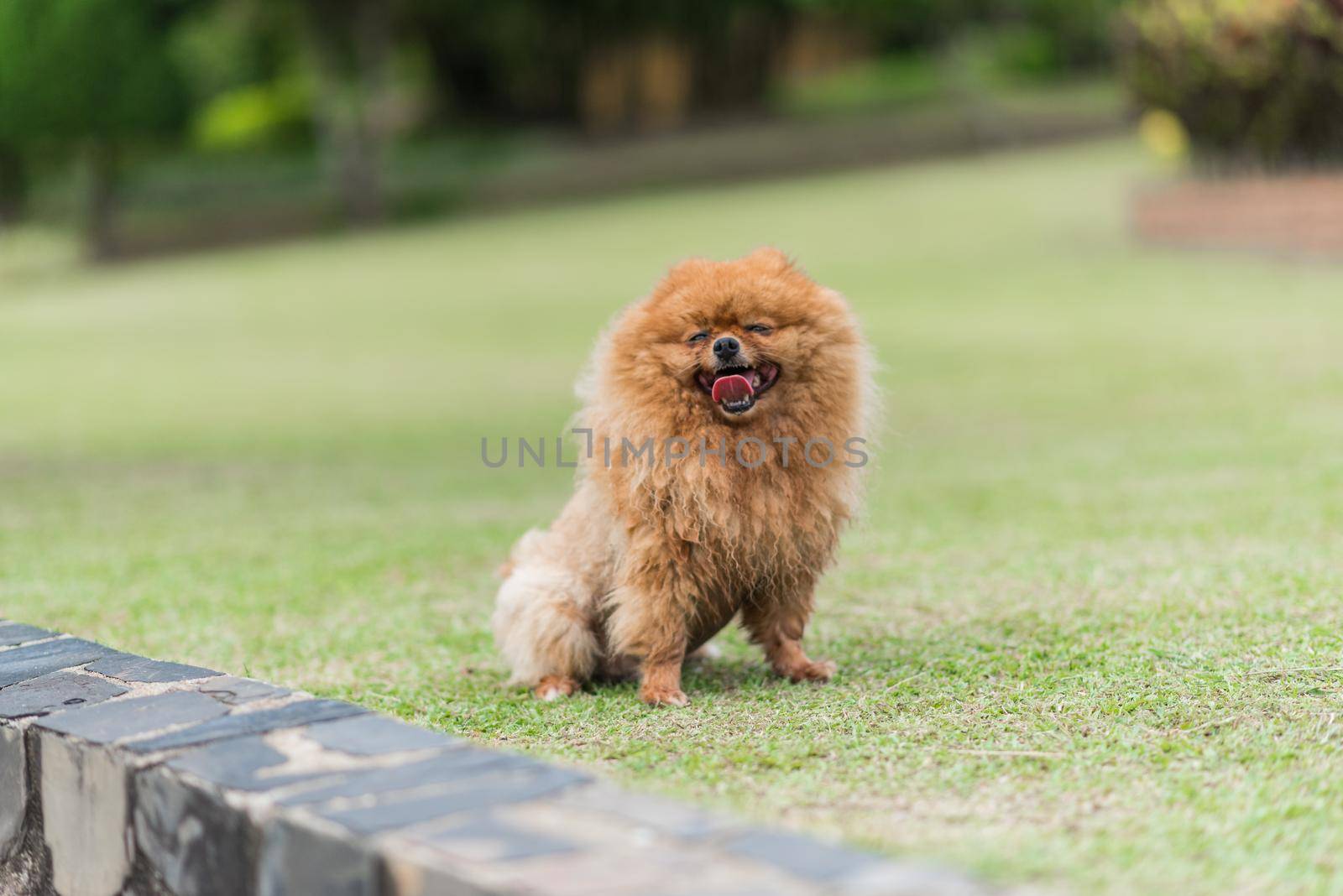 small orange pomeranian dog standing on the grass by Wmpix