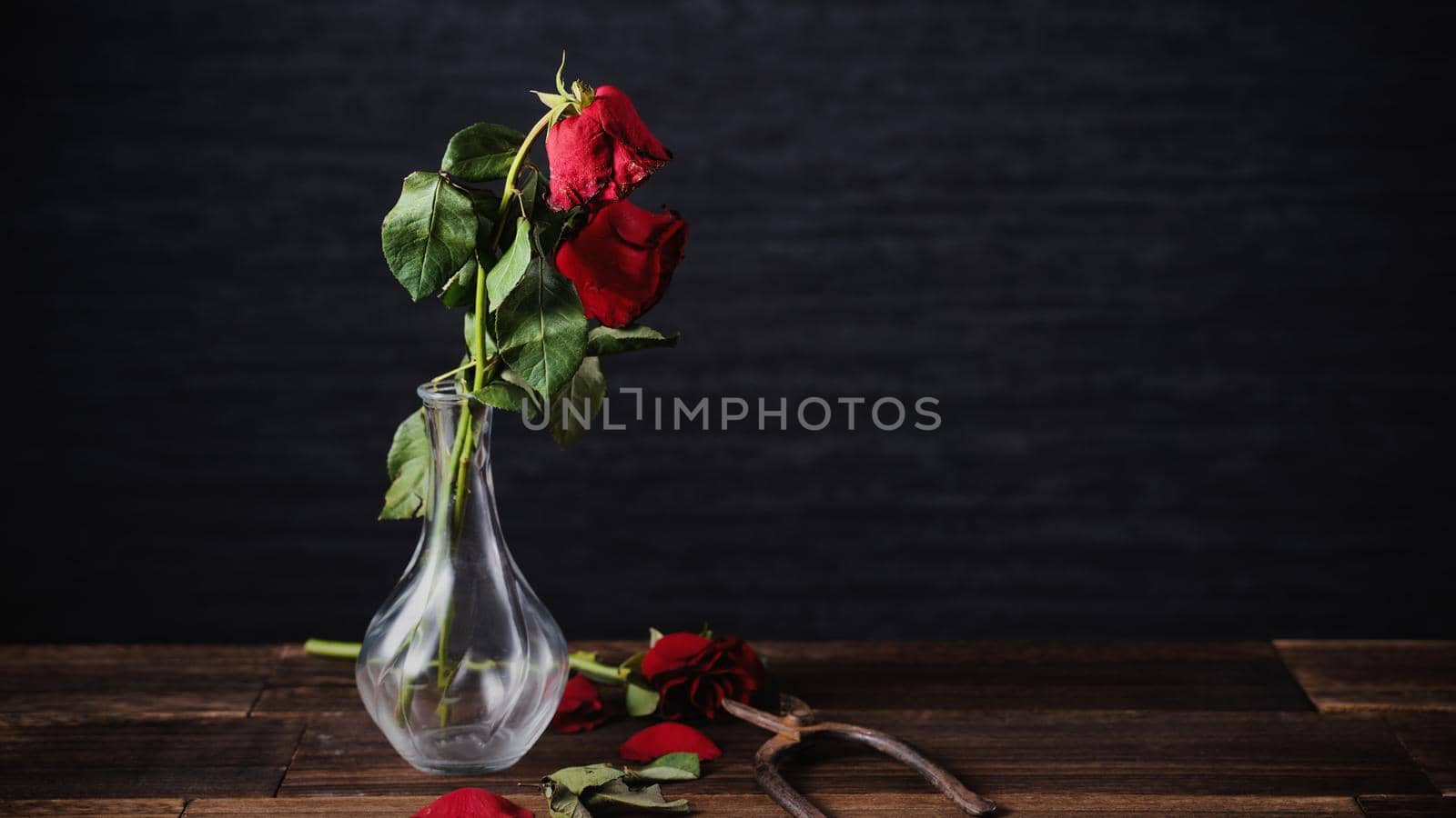 Withered rose on dark gray background and wooden table with fall petals and leaves, design concept of sad Valentine's day romance, broken up, copy,space. by ROMIXIMAGE