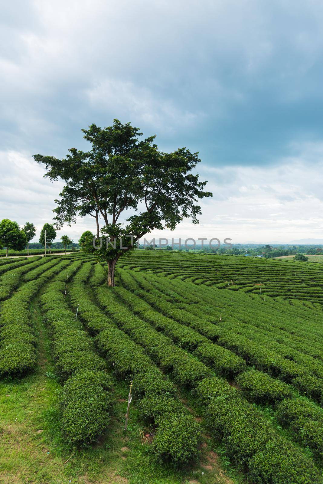 green tea background at the green tea farm by Wmpix