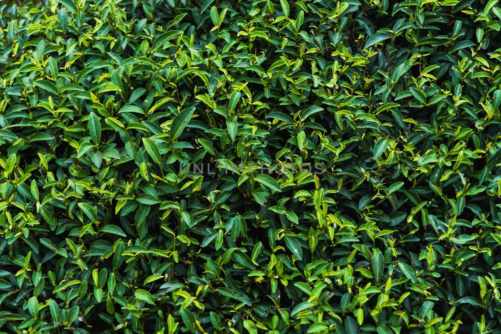 green tea background at the green tea farm