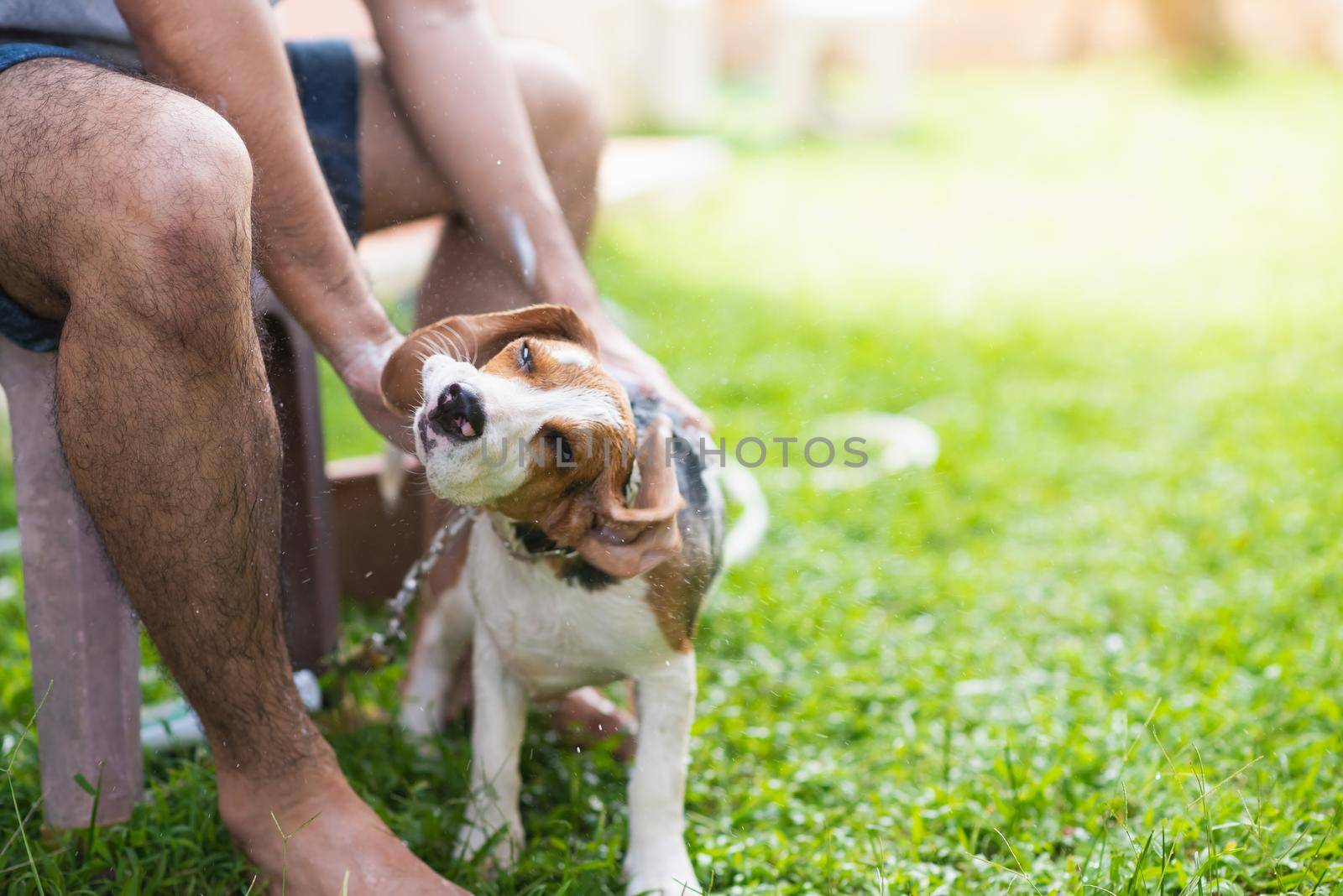 Cute puppy beagle taking a shower by Wmpix