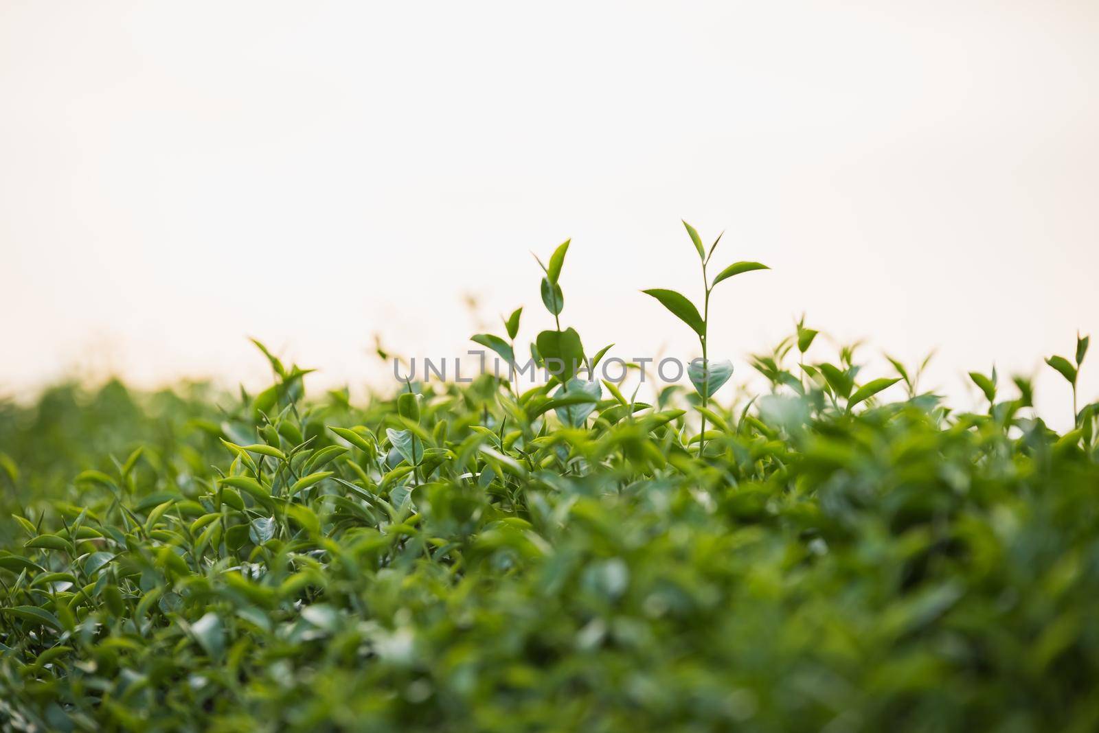 Green tea and fresh leaves by Wmpix
