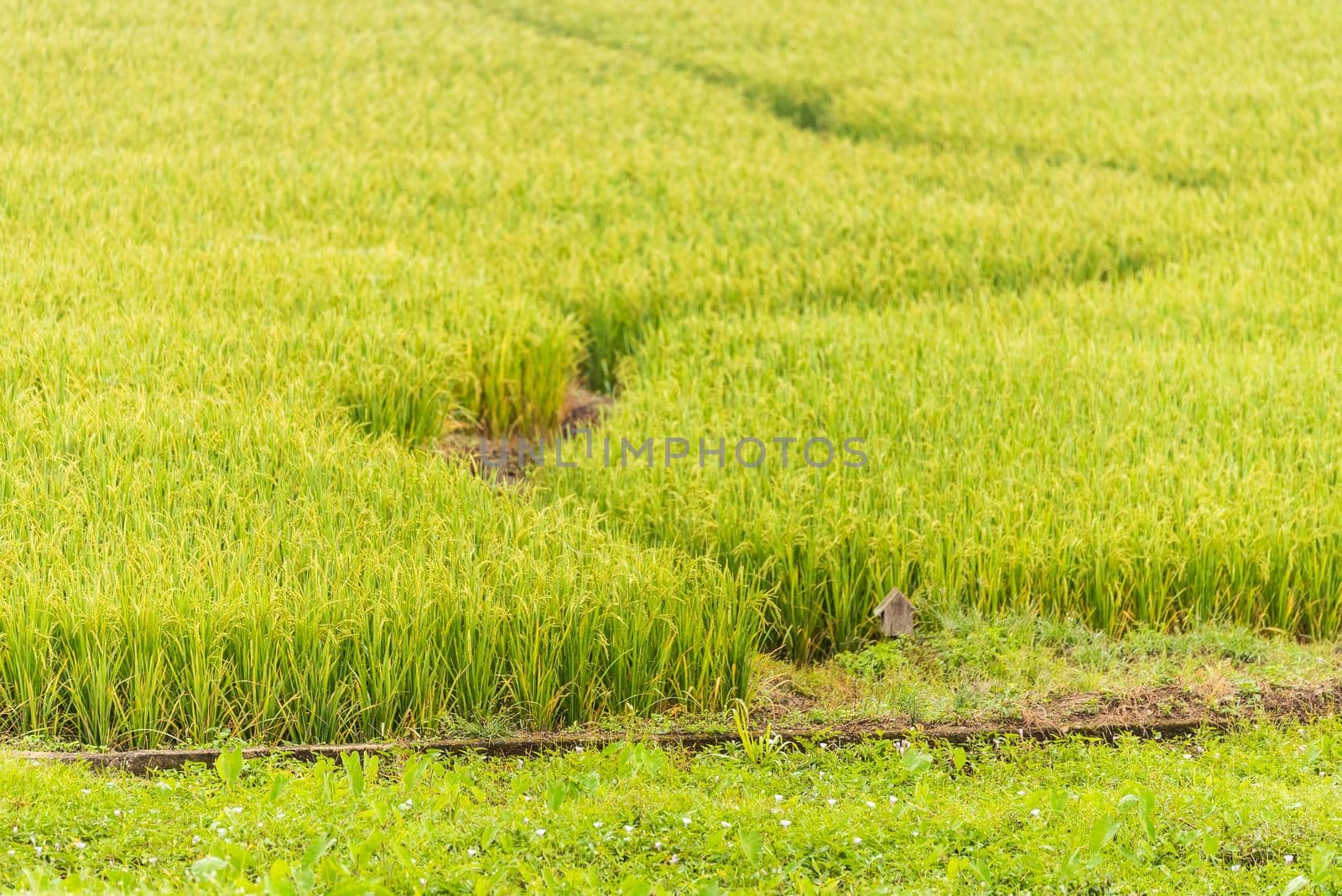 rice farm in the morning
