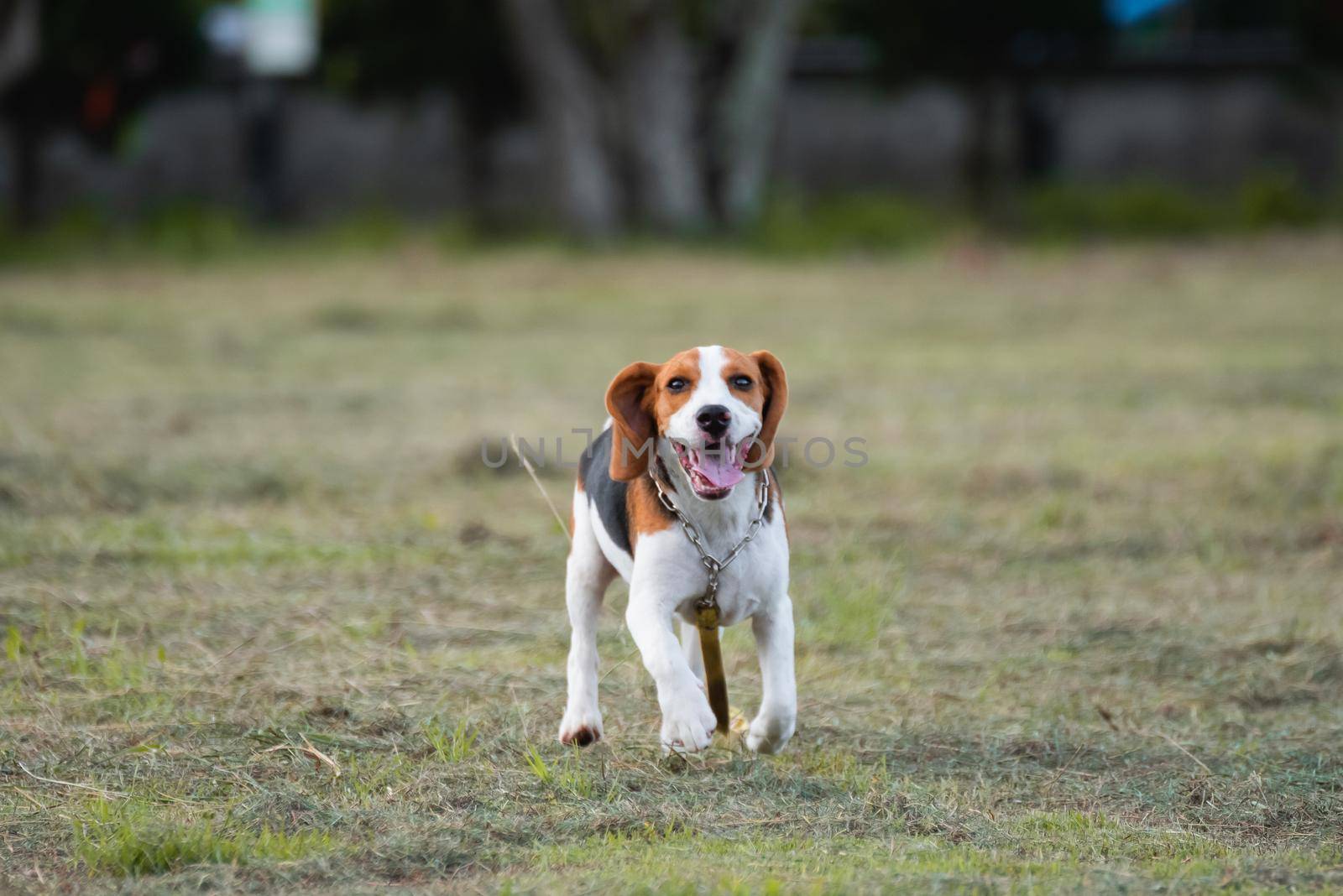 Close up of cute young Beagle playing in field by Wmpix