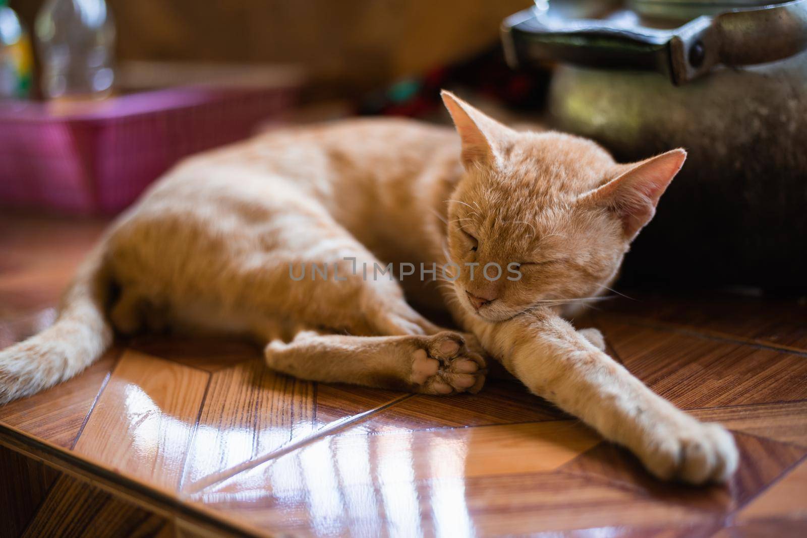 cat sleep on the table