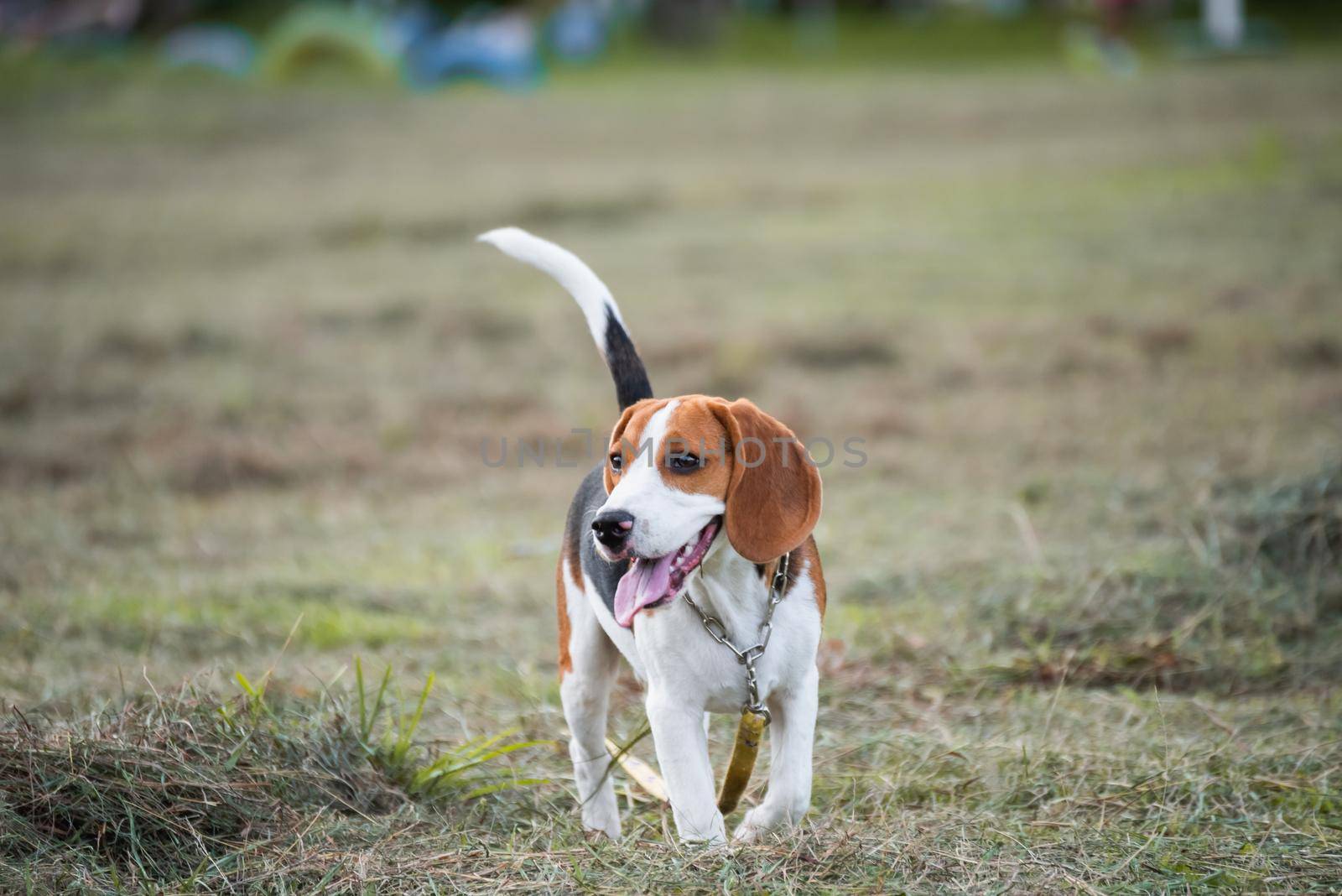 Close up of cute young Beagle playing in field by Wmpix