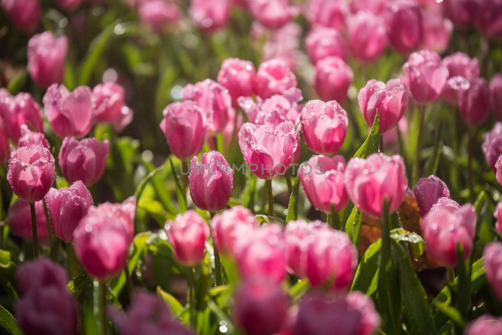 tulips flowers in the garden by Wmpix