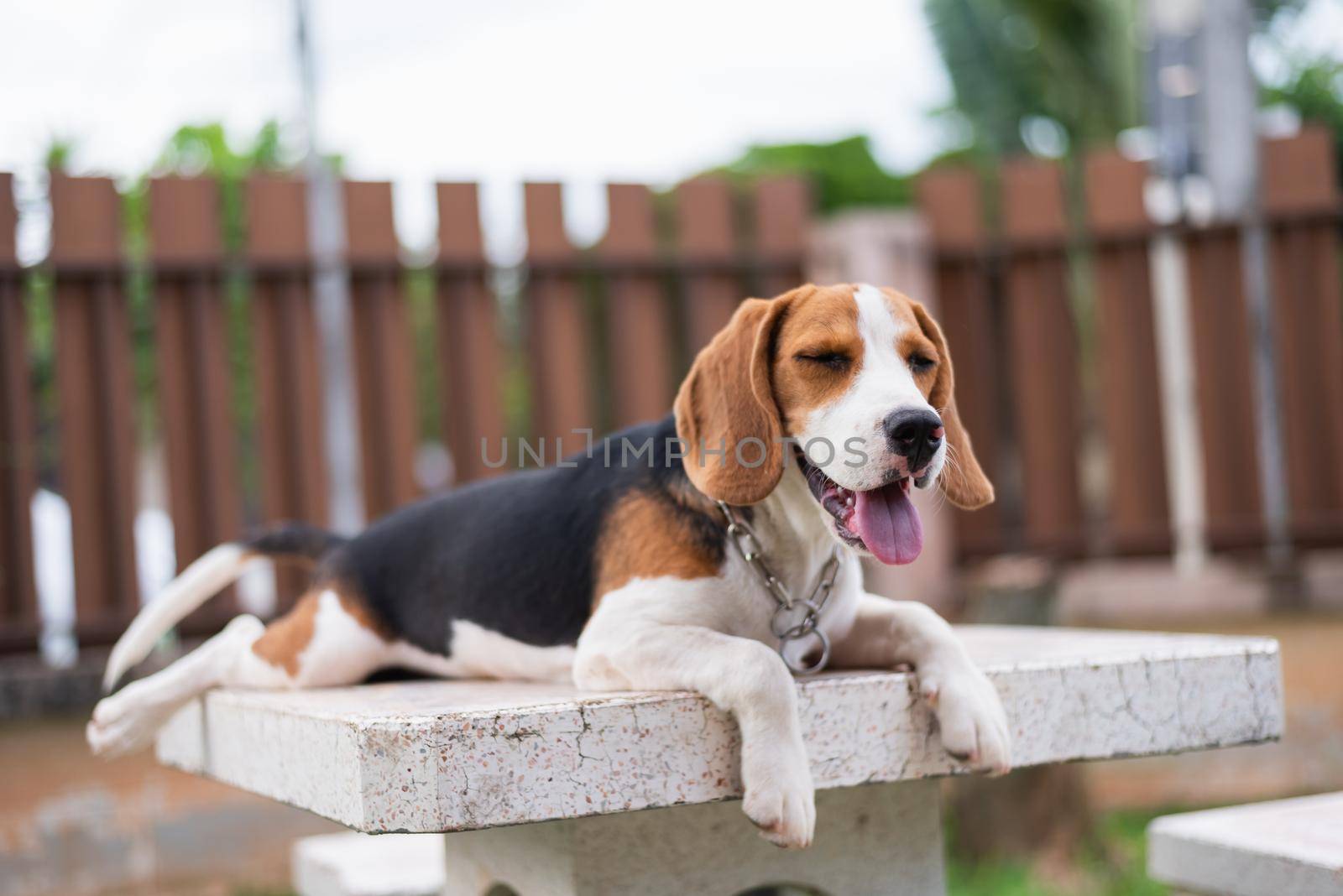 portrait of puppy beagle on the table by Wmpix