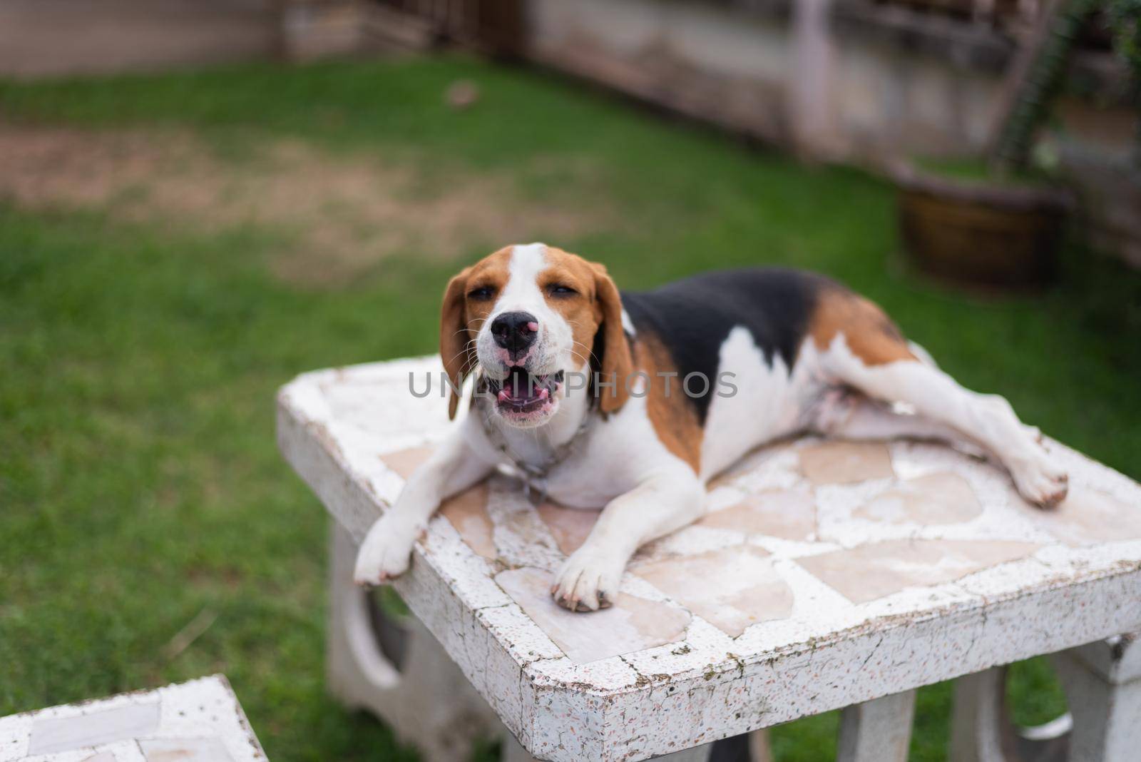 portrait of puppy beagle on the table by Wmpix