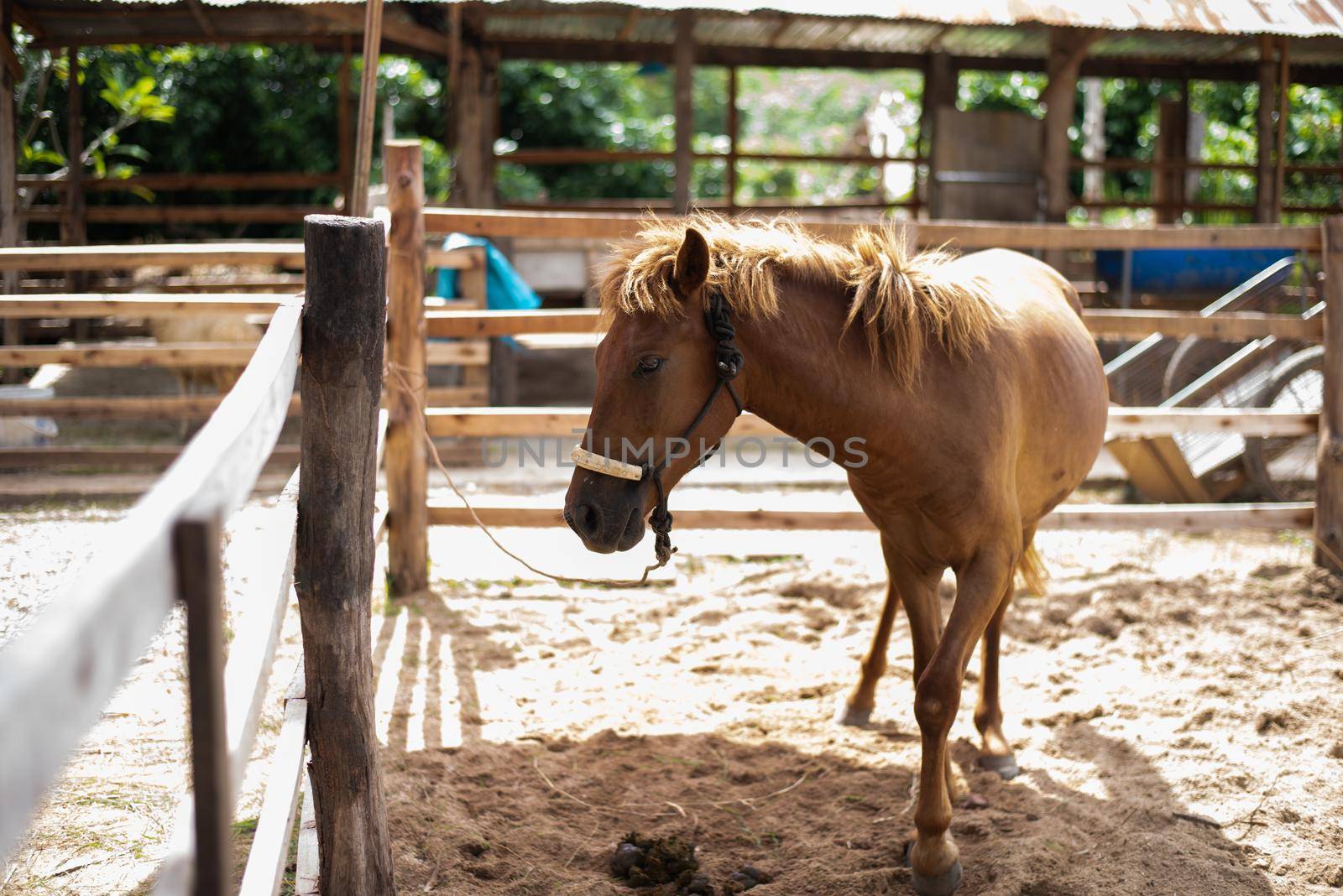 horse in the cage at the zoo by Wmpix