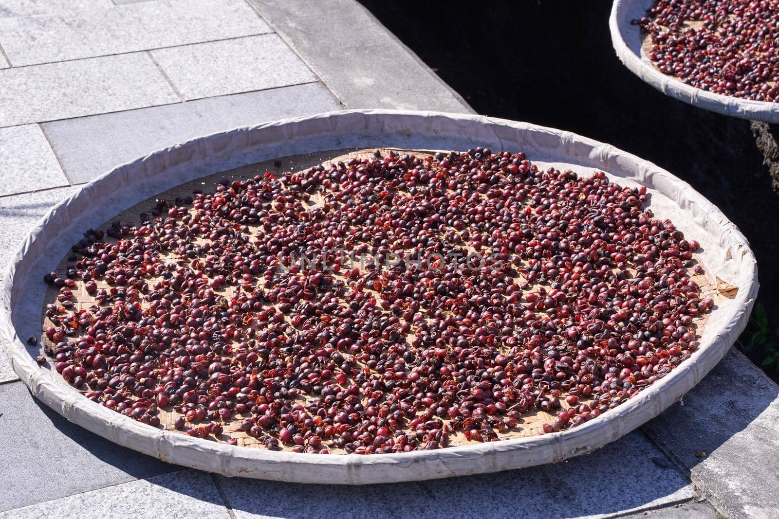 Raw coffee beans natural exposured with sunlight on a sieve outside the procedure factory before roasting process, close up, real life, lifestyle. by ROMIXIMAGE