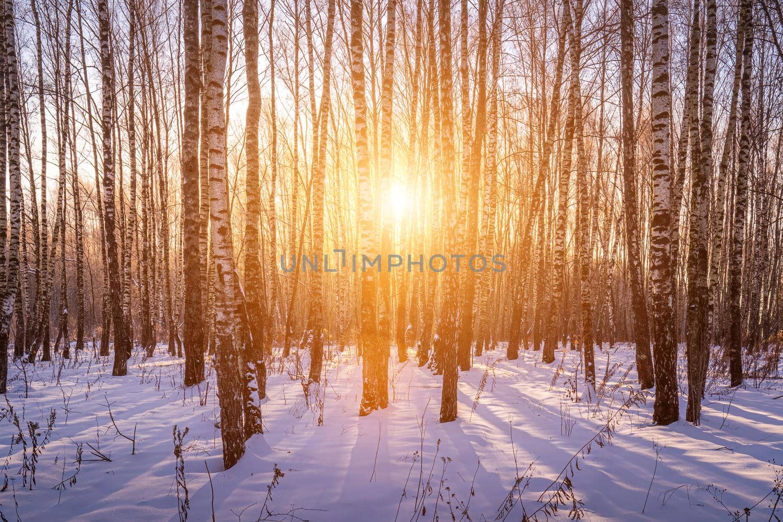 Sunset or sunrise in a birch grove with a winter snow on earth. Rows of birch trunks with the sun's rays passing through them.