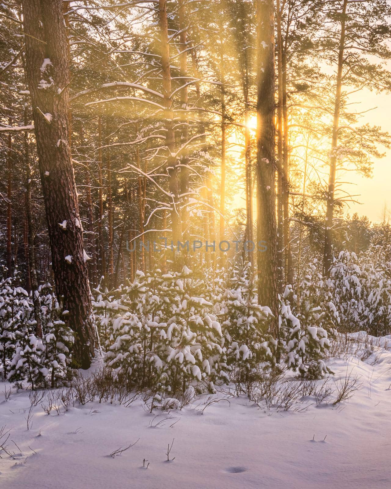Sunset or sunrise in the winter pine forest covered with a snow. Rows of pine trunks with the sun's rays. Snowfall. by Eugene_Yemelyanov