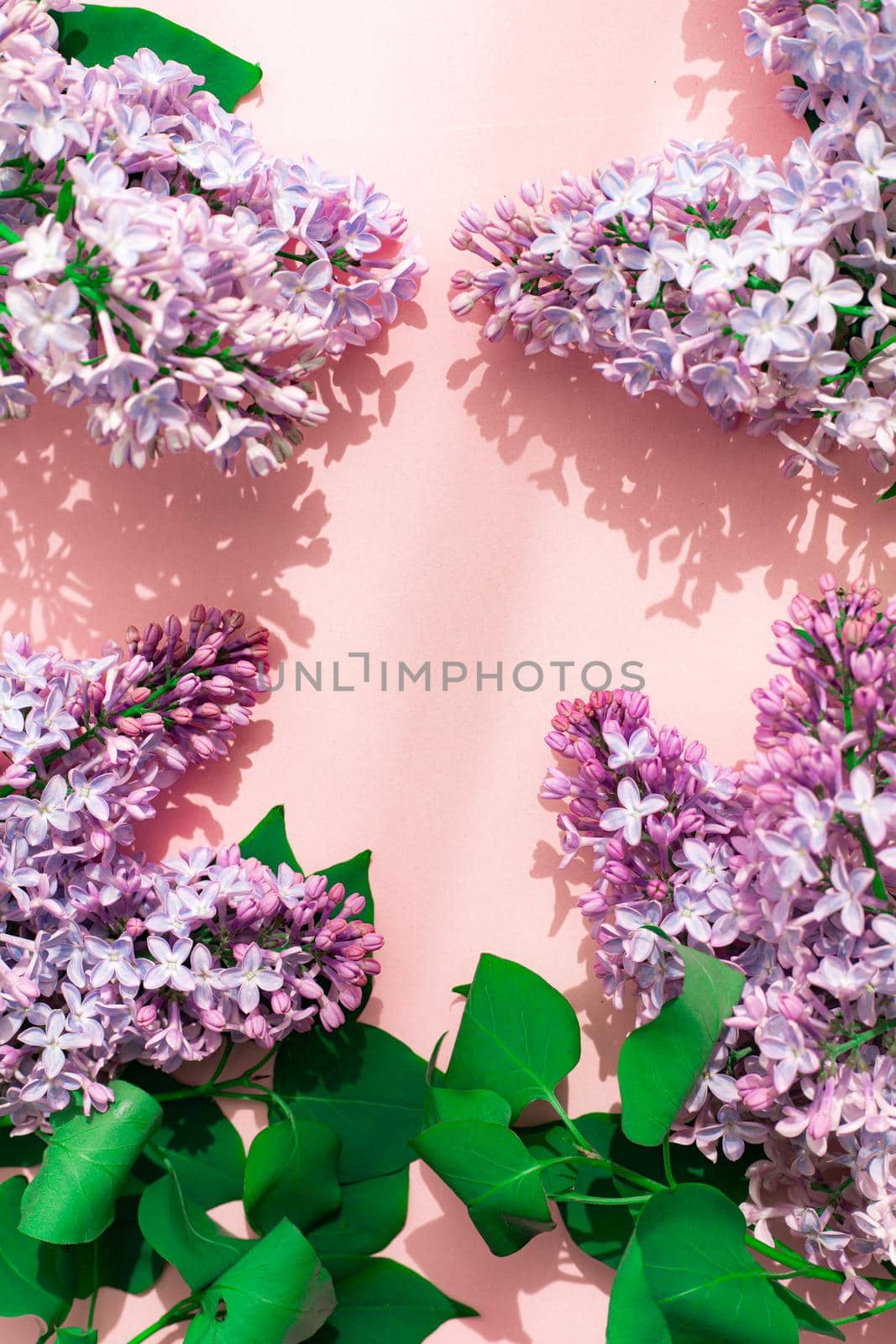 Lilac branch on a pink copyspace background . A flowering branch. Nature