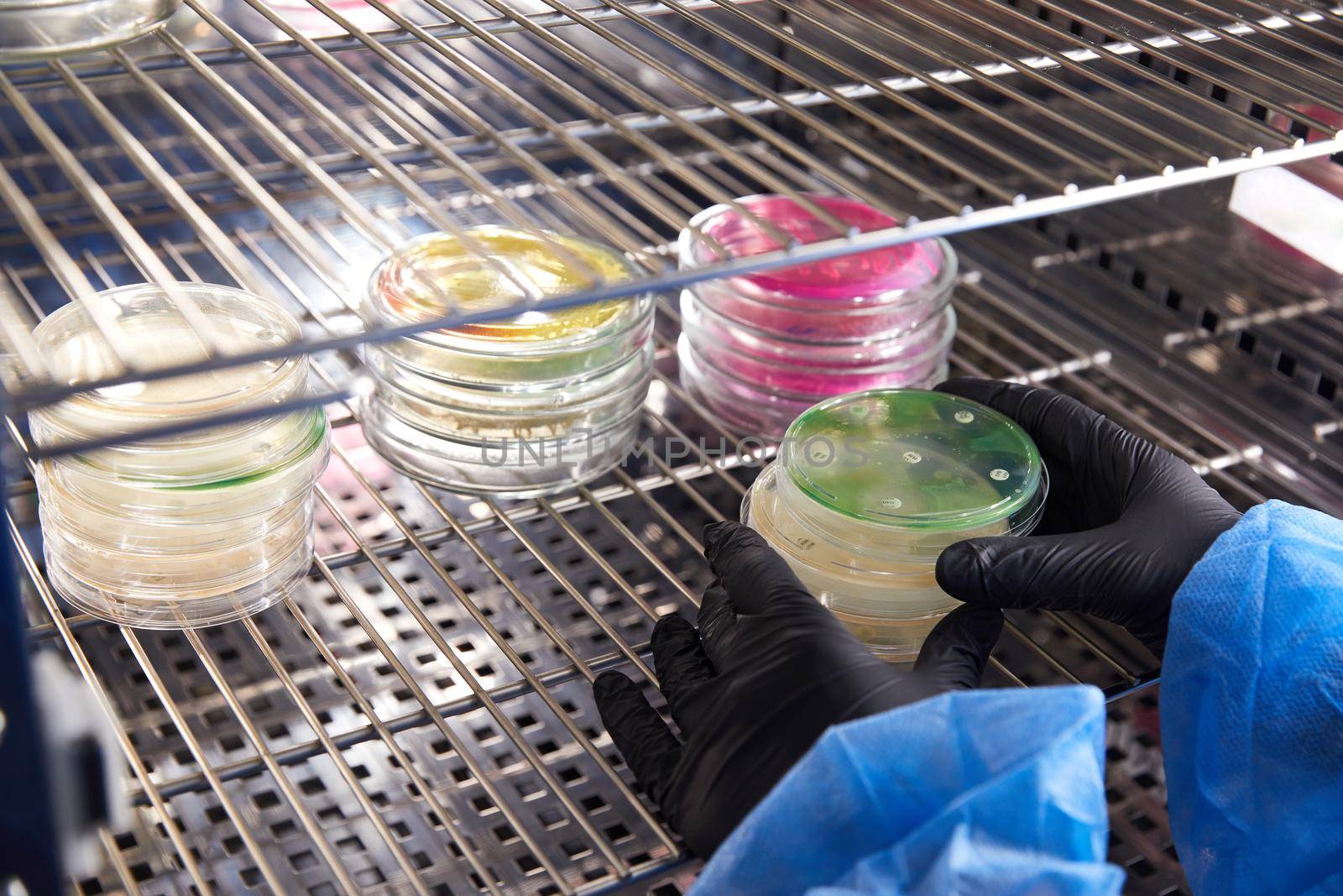 Gloved Hand of a Technician or scientist working holding petri dishes in the microbiology laboratory. Bacterial Culture Media. Microbiologist. Bacteria. High quality photo