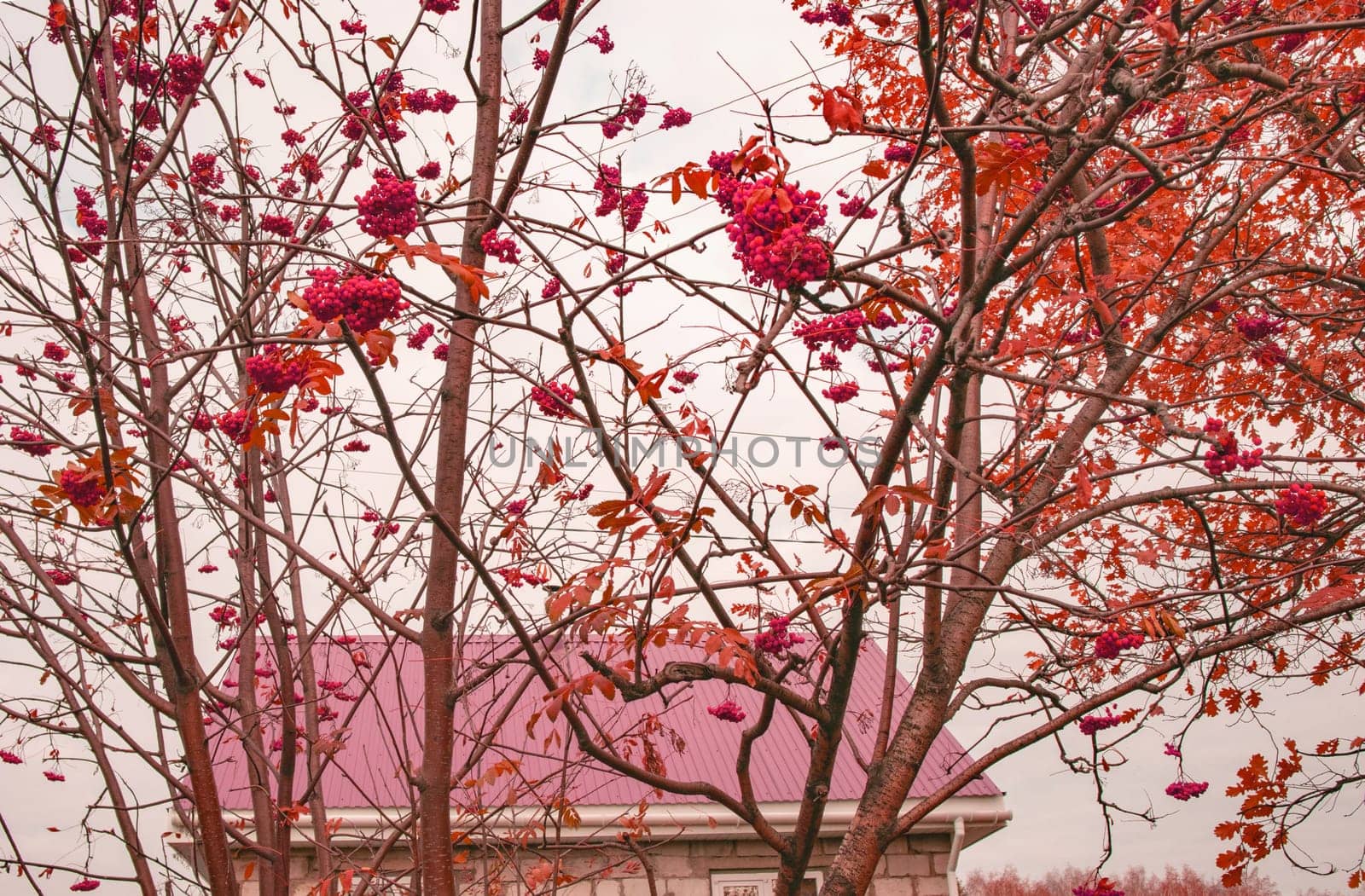 Clusters of ripe mountain ash with autumn yellow leaves, against the background of the red roof of a country house.