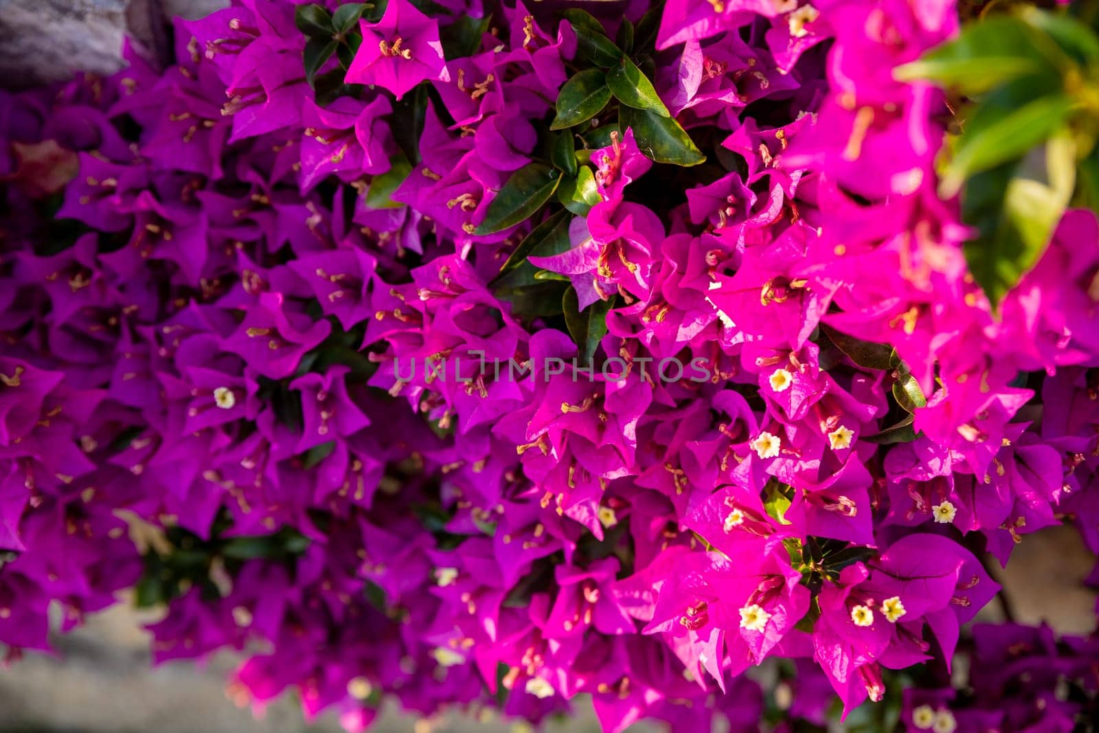Blooming bougainvillea flowers background. Bright pink magenta bougainvillea flowers as a floral background.