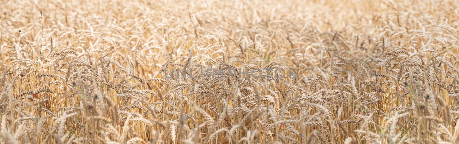 Golden ripe ears of wheat on nature in summer field at sunset rays of sunshine, close-up macro.