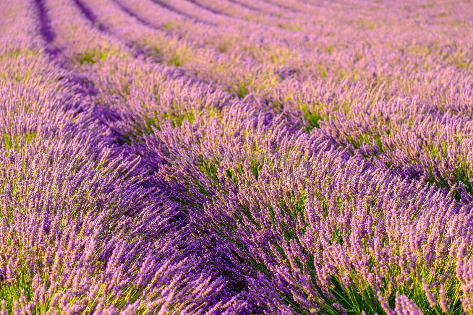 The picturesque view of a lavender field, where rows of flowers align in perfect harmony, offering a breathtaking display that captivates the senses.