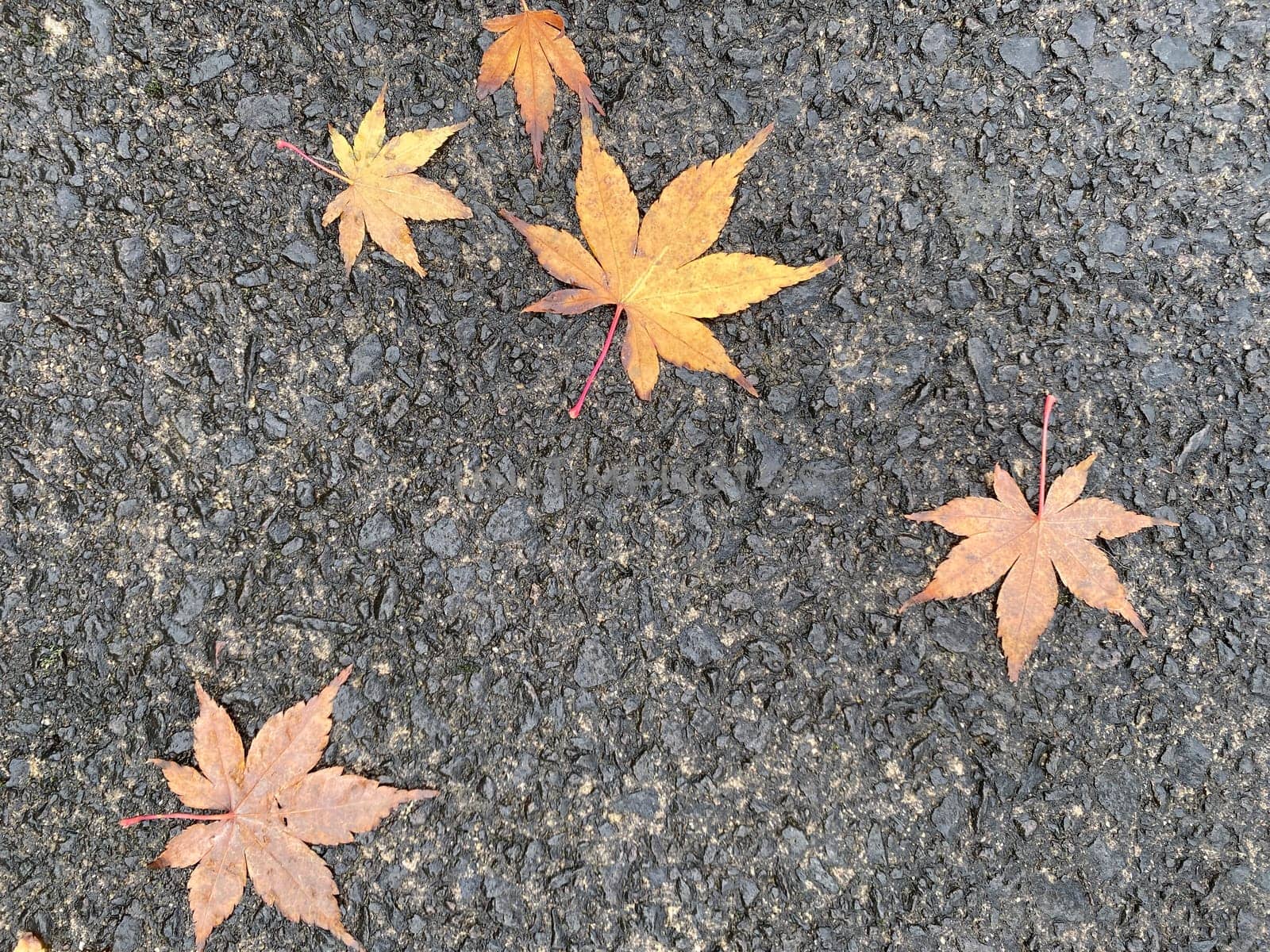 dark background asphalt texture with yellow-orange maple leaves. Autumn.
