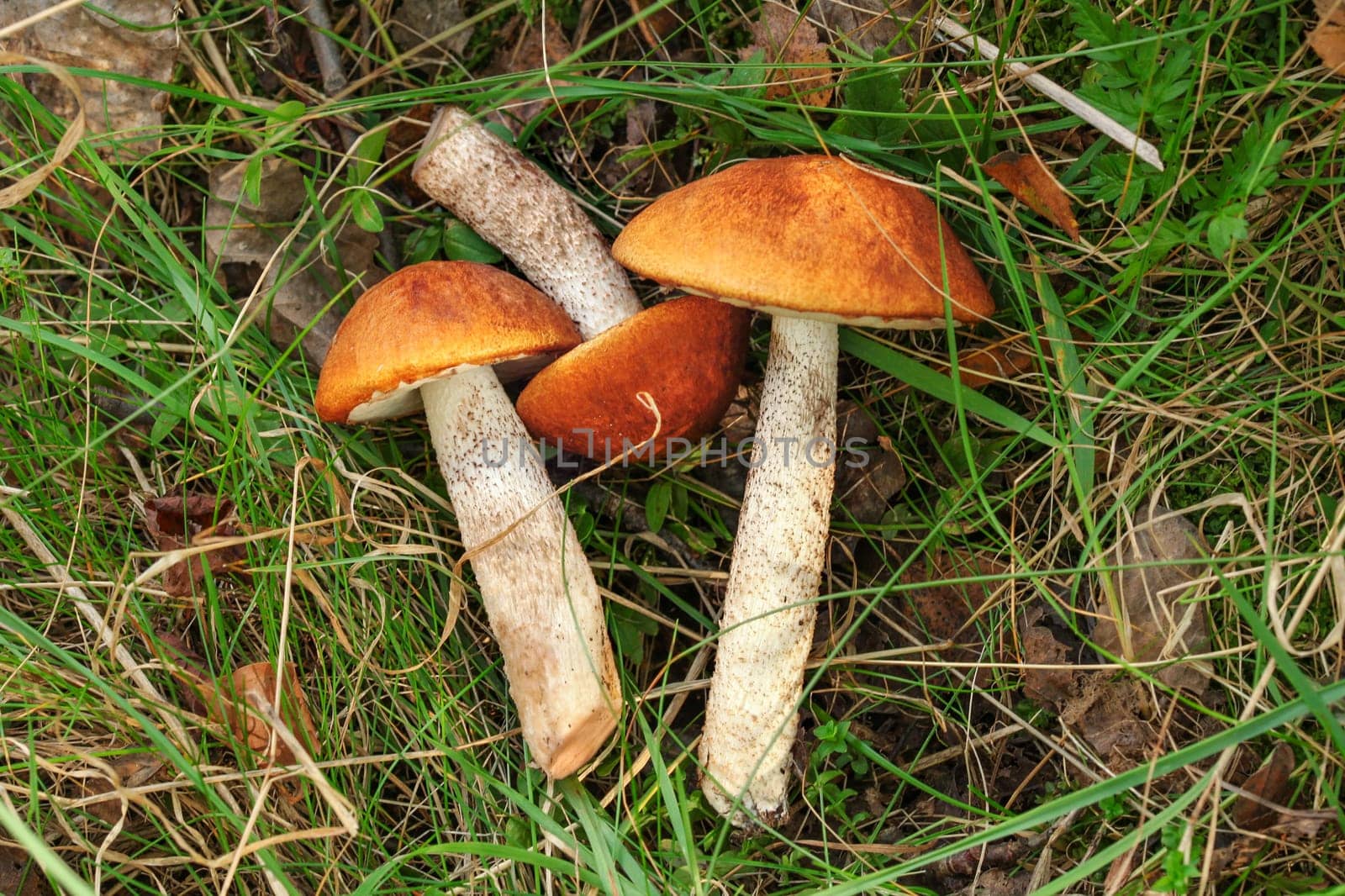 Top down view, red-capped scaber stalk mushrooms ( Leccinum aurantiacum ) freshly picked, laying in the grass.