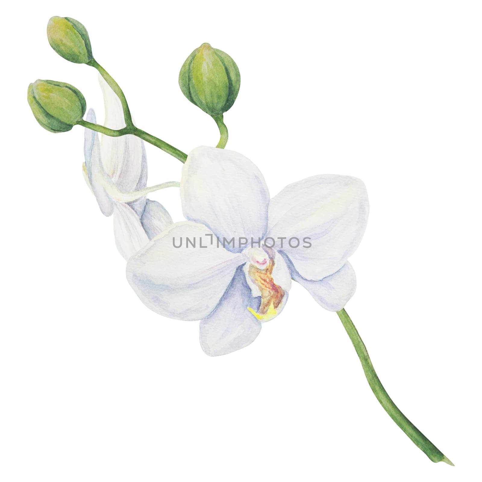 White orchid. Delicate botanical watercolor hand drawn illustration. Clipart for invitations, textiles, gifts, packaging, floristry