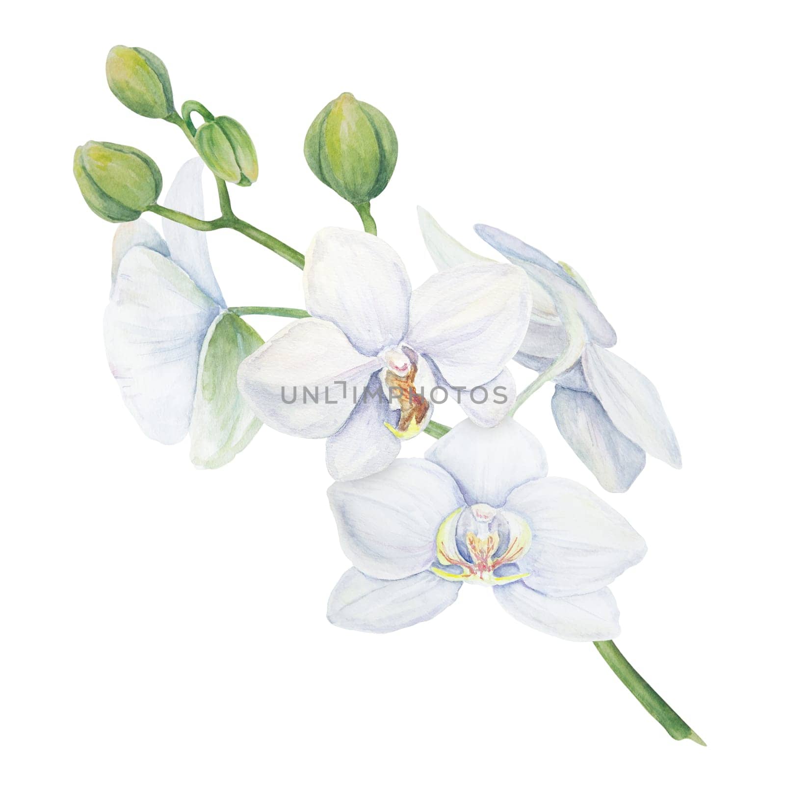 White orchid. Delicate botanical watercolor hand drawn illustration. Clipart for invitations, textiles, gifts, packaging, floristry