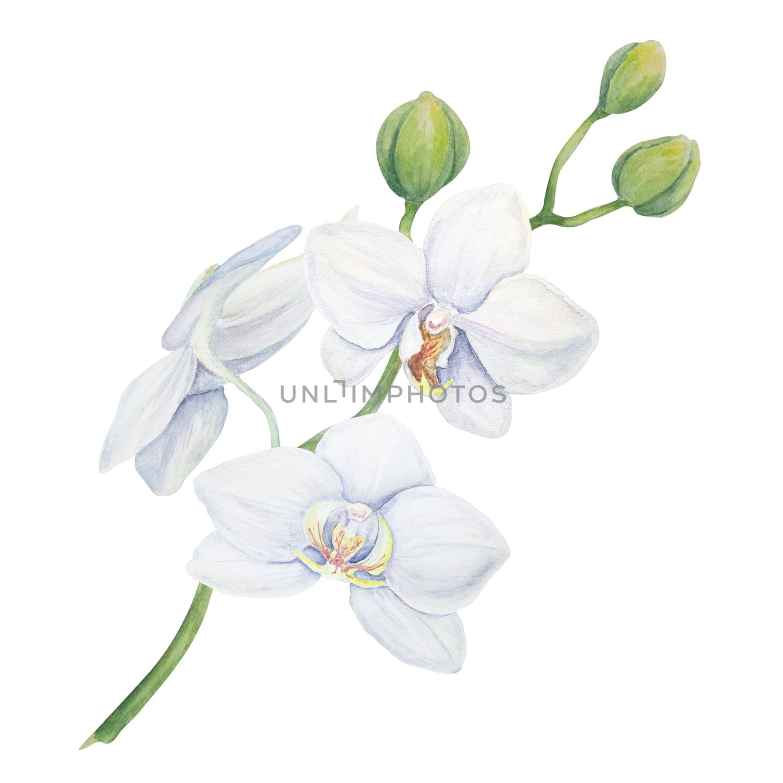 White orchid flower. Delicate realistic botanical watercolor hand drawn illustration. Clipart for wedding invitations, decor, textiles, gifts, packaging and floristry. by florainlove_art