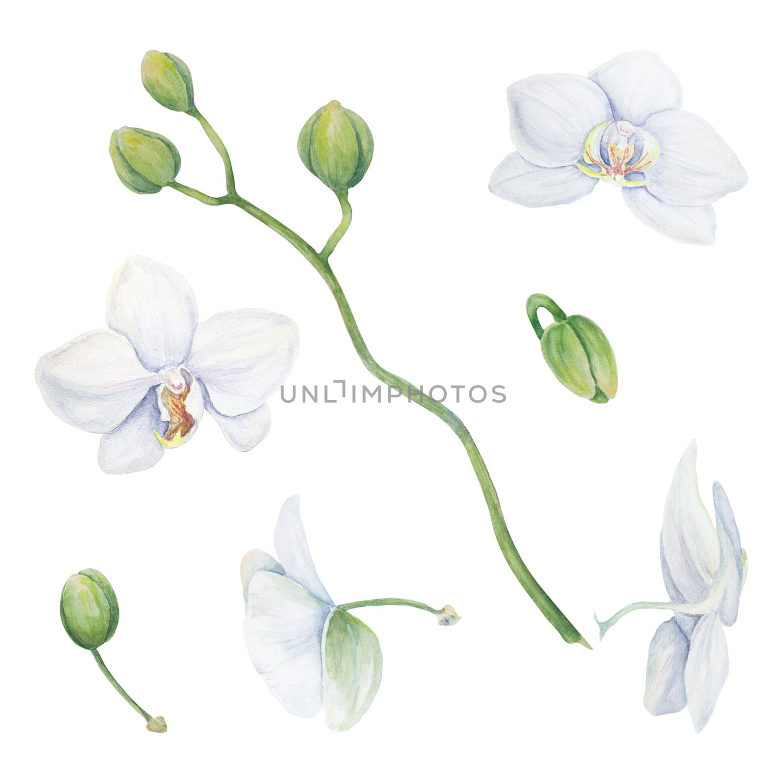 Set of white orchid flower elements. Delicate realistic botanical watercolor hand drawn illustration. Clipart for wedding invitations, decor, textiles, gifts, packaging and floristry. by florainlove_art