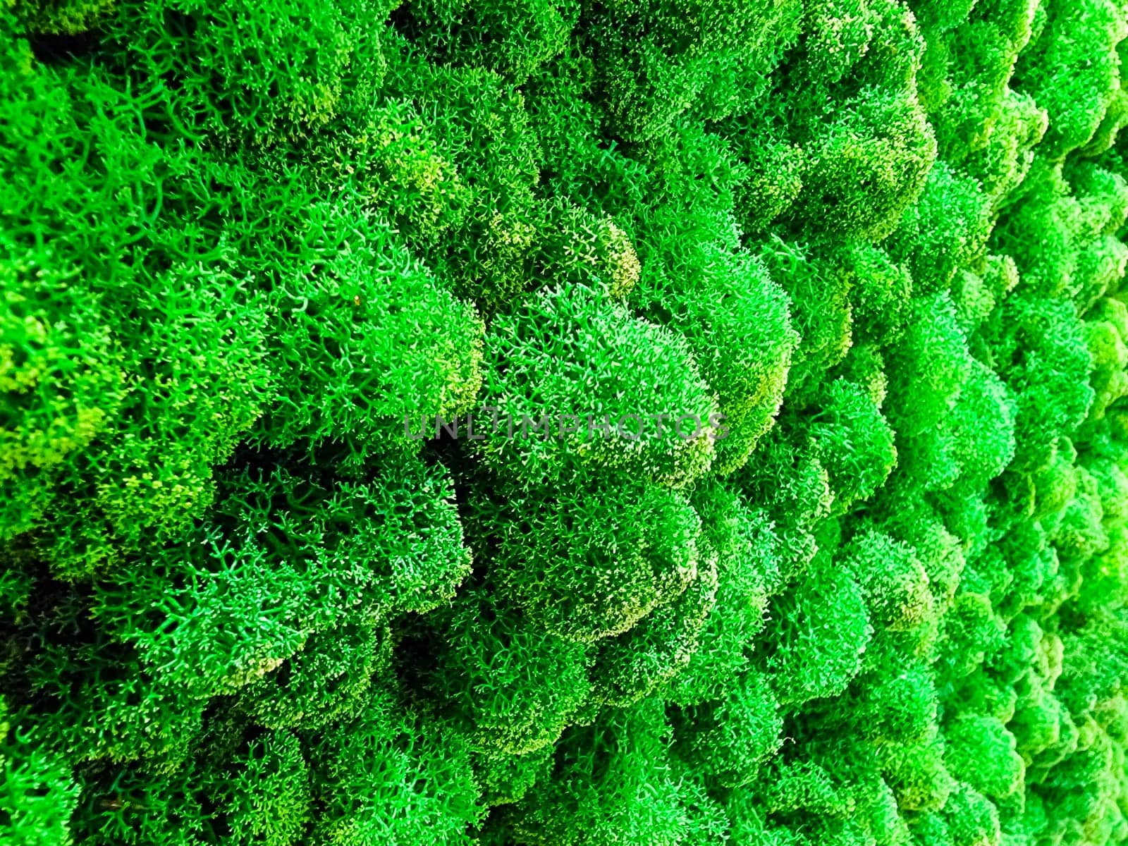 Close-up surface of the wall covered with green moss. Modern eco friendly decor made of colored stabilized moss.