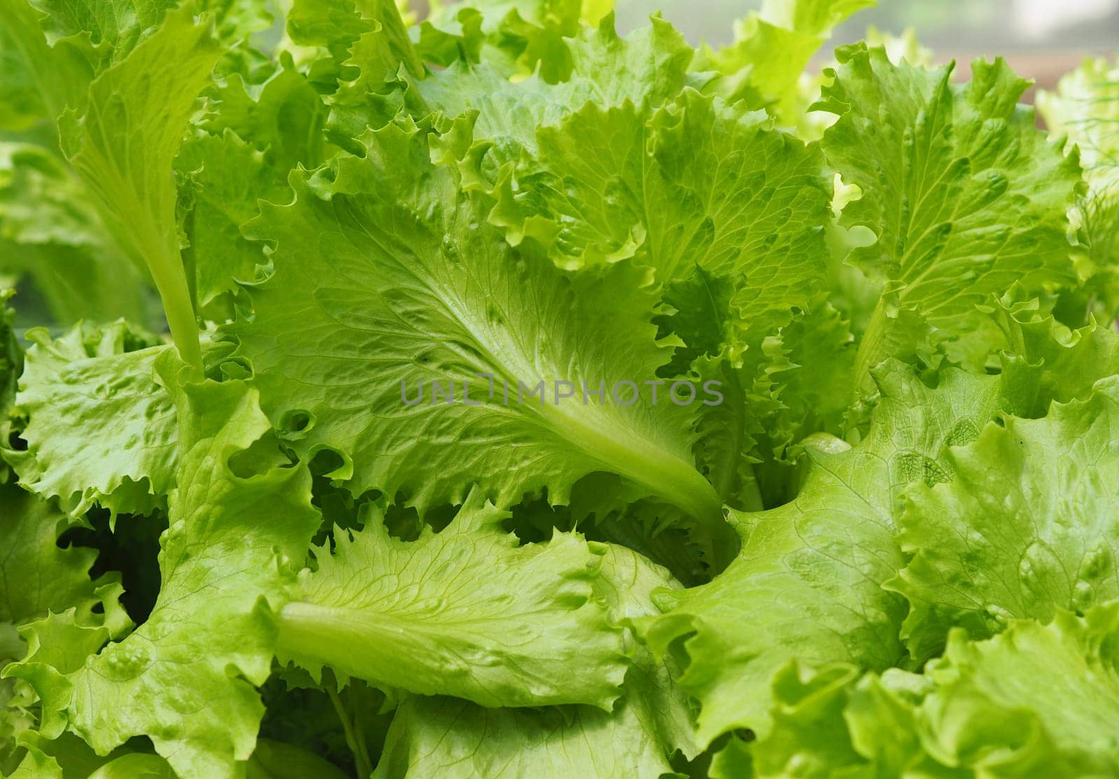 Organic vegetables. Fresh vegetable. Lettuce for making a salad.Food green background with lettuce. by TatianaPink