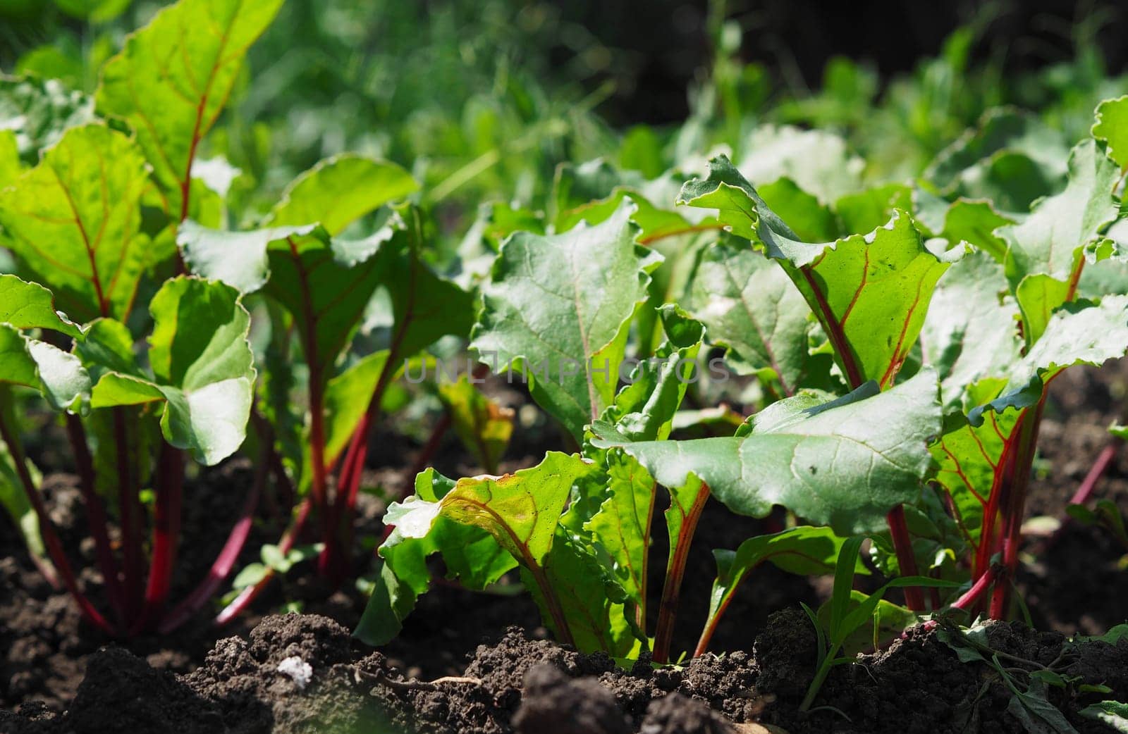 Agriculture. A group of beets with tops grows in a garden bed.