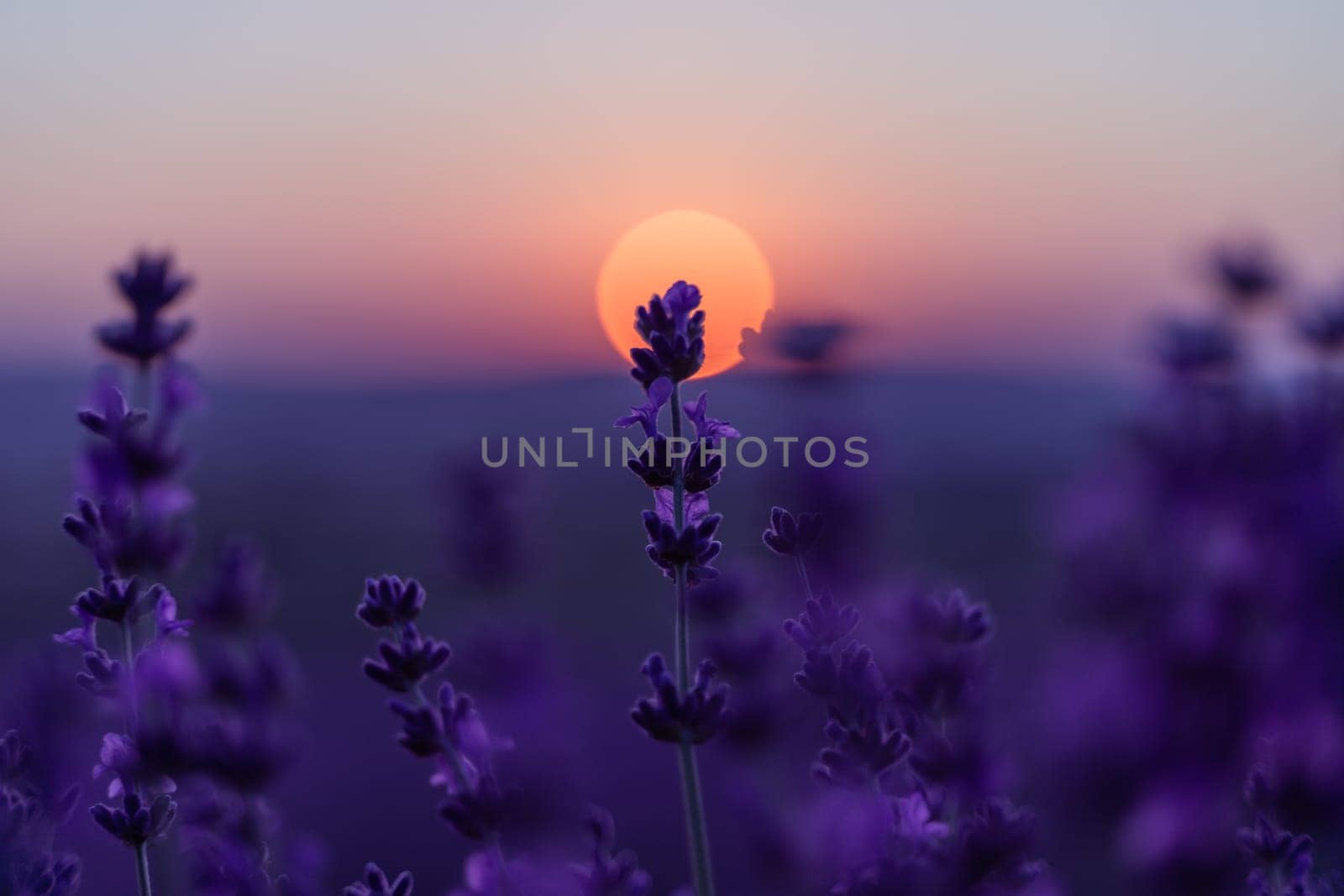 Lavender flower background. Violet lavender field sanset close up. Lavender flowers in pastel colors at blur background. Nature background with lavender in the field