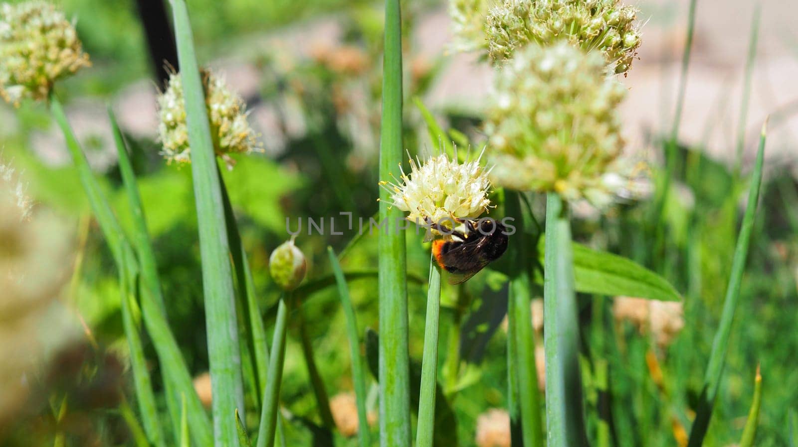 Natural vegetable green background.Flowering onion, growing onion seeds for planting next year.Vegetable growing concept. Agricultural. by TatianaPink