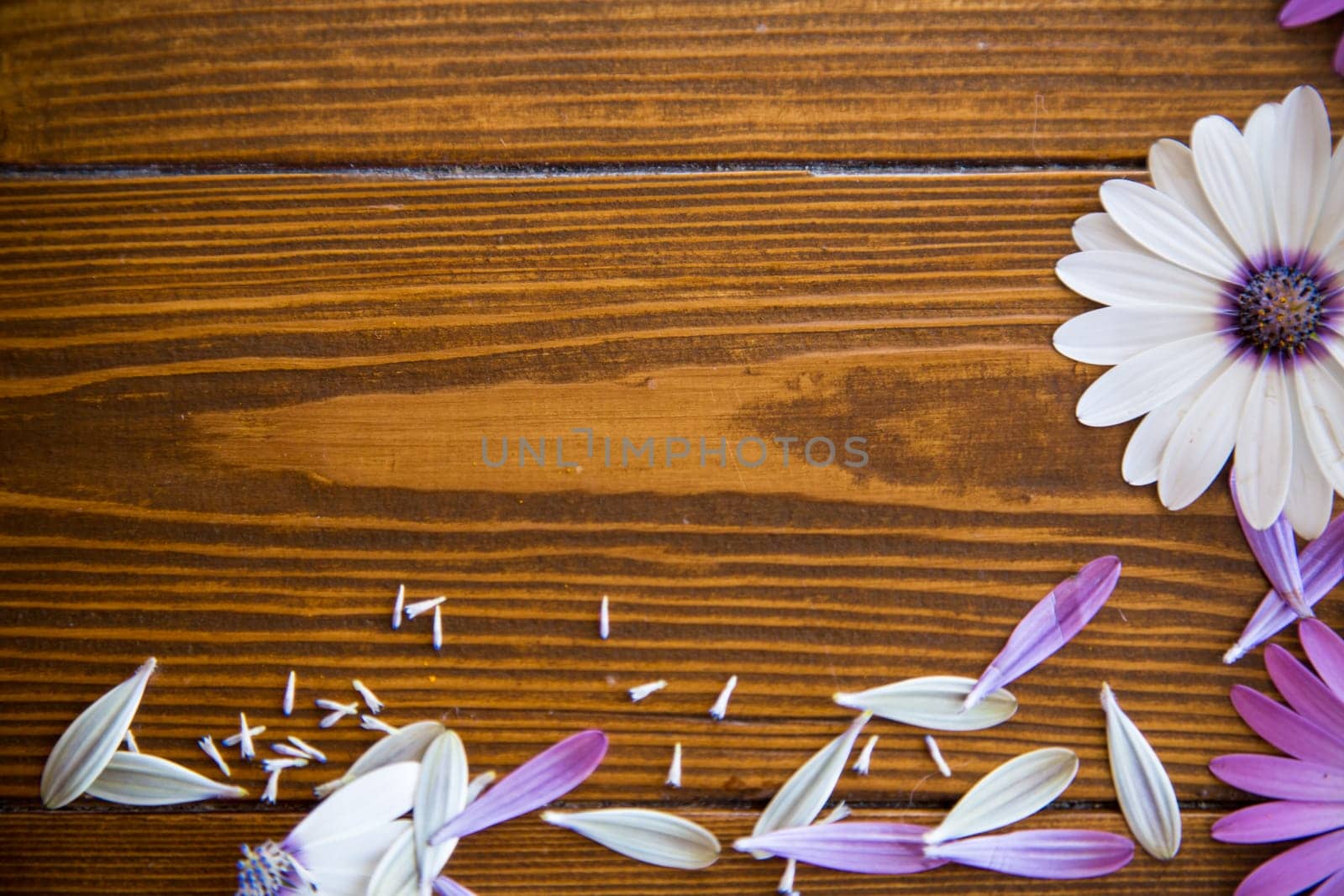 Beautiful white and purple Osteospermum flowers on a wooden background