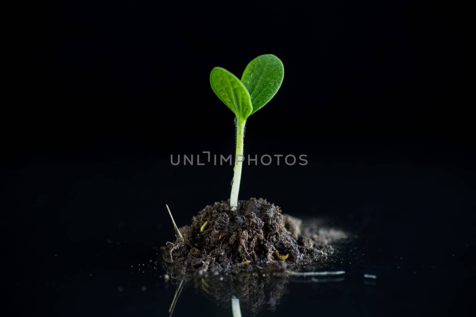 Green sprouts growing from soil isolated on black background