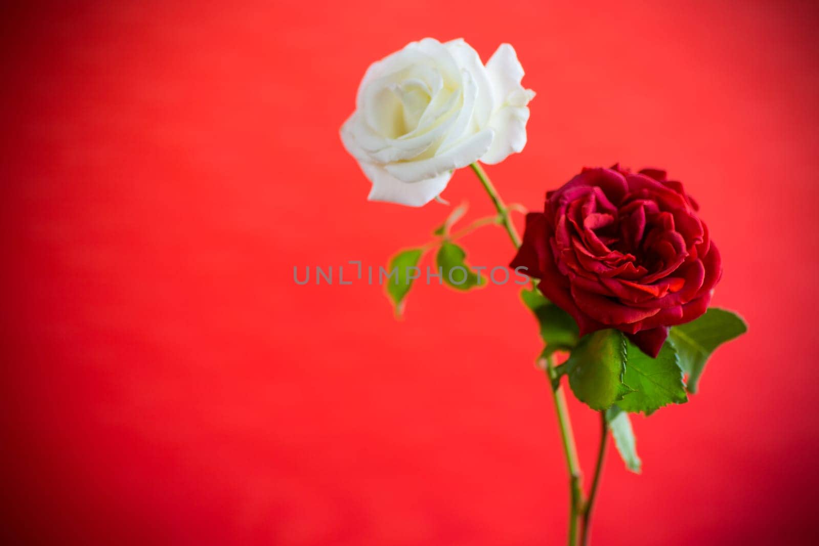 Flowers of a beautiful blooming red and white rose isolated on a red background.