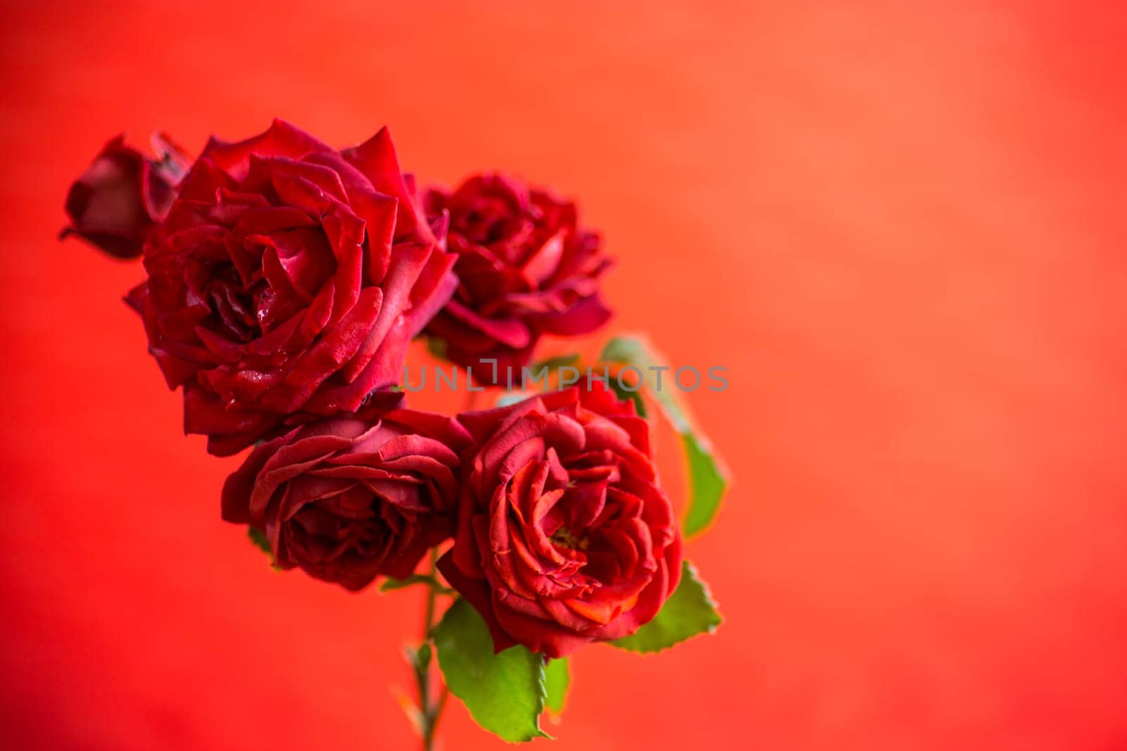 Flowers of beautiful blooming red rose isolated on red background.