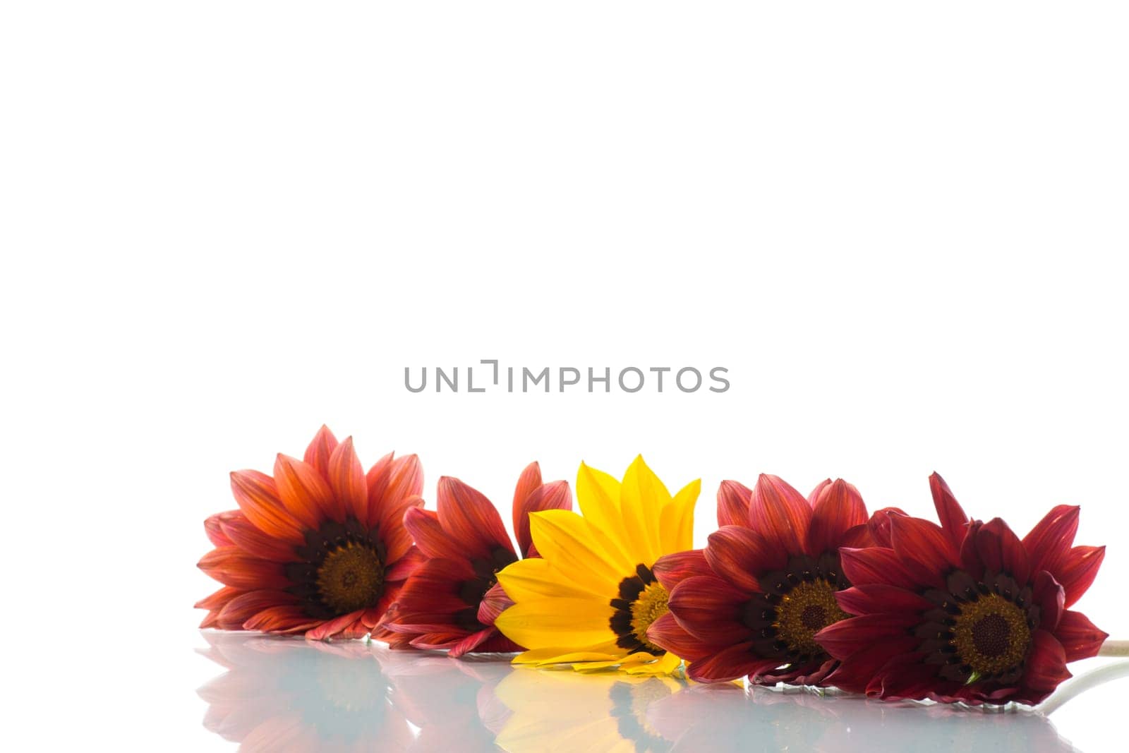 Beautiful red and yellow Gazania flowers isolated on white background.
