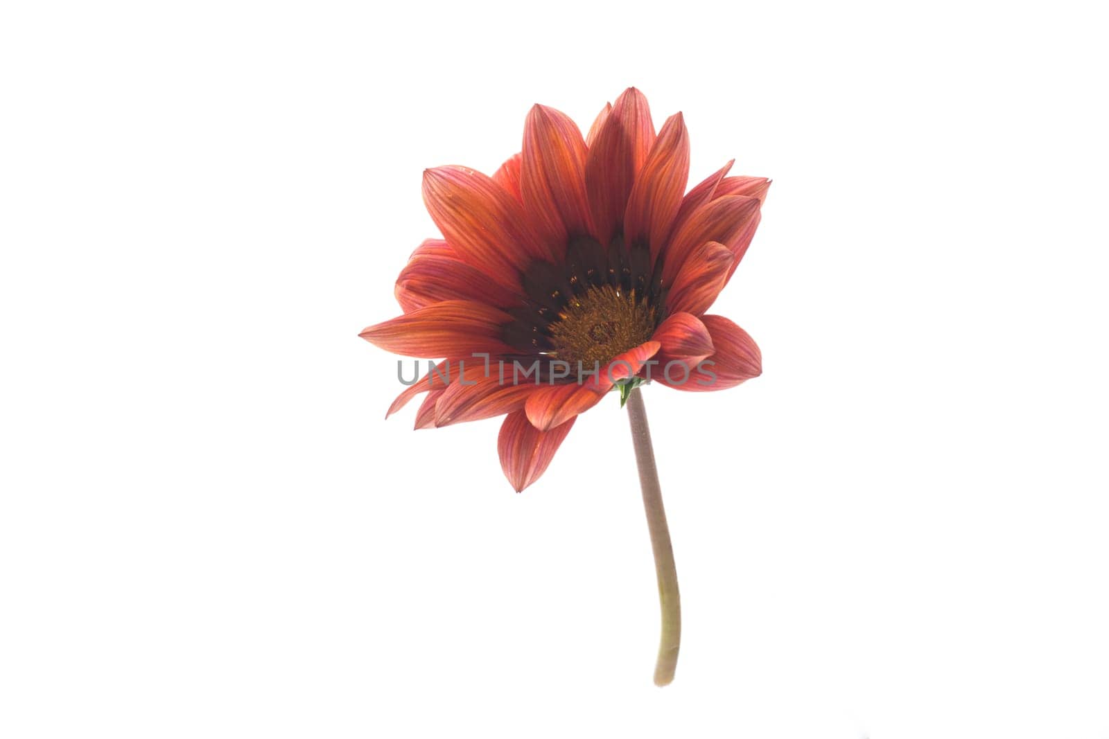 Beautiful red and yellow Gazania flowers isolated on white background.