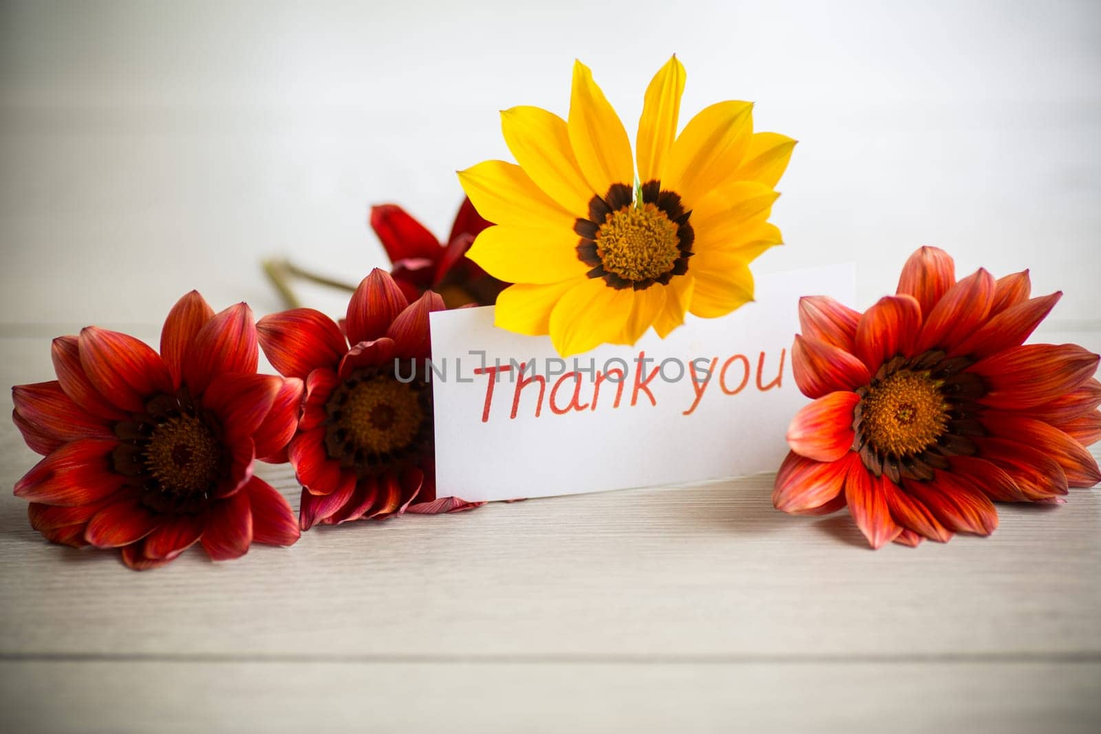 Beautiful red and yellow Gazania flowers with a thank you card, on a wooden table.
