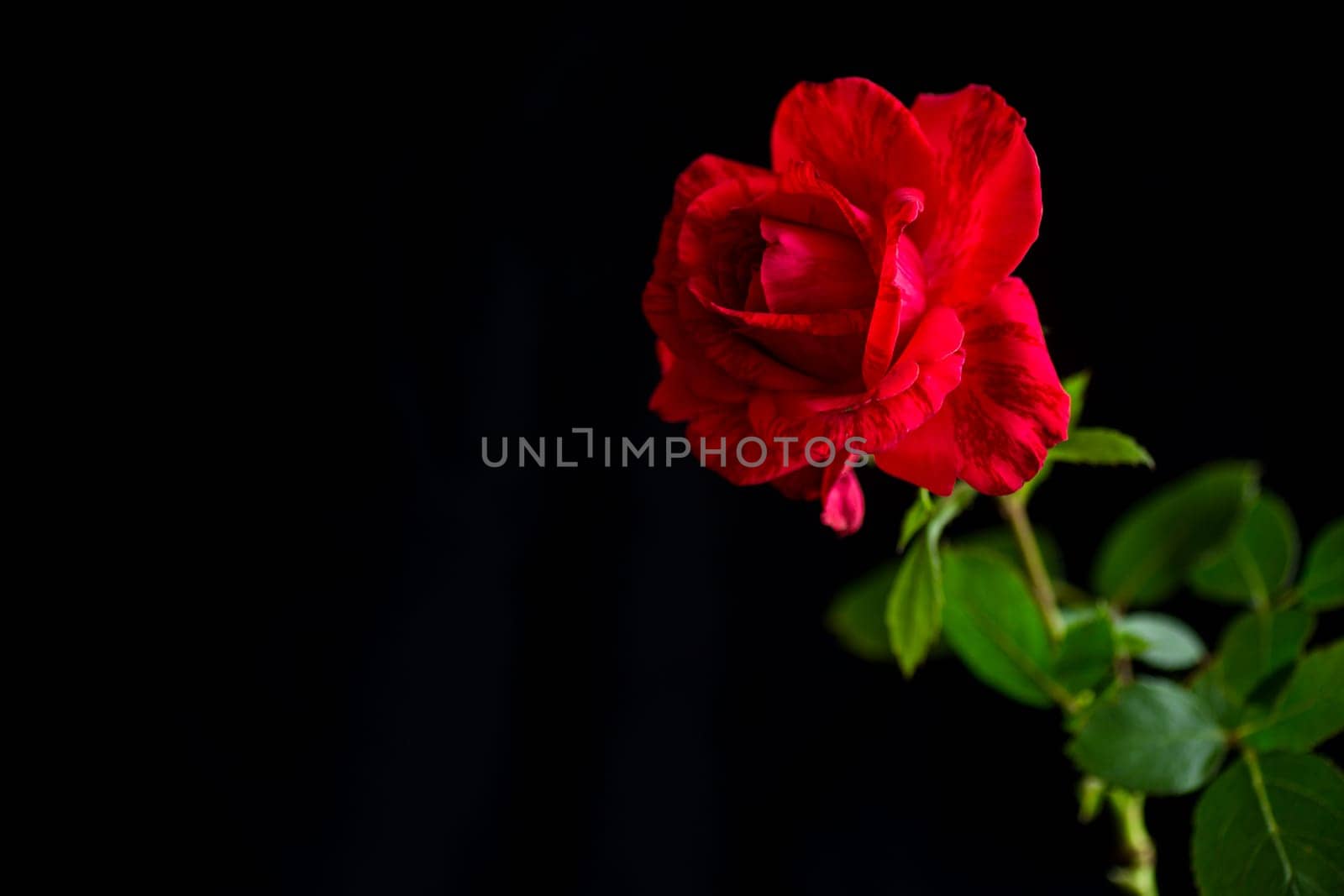 Flowers of beautiful blooming red rose isolated on black background.