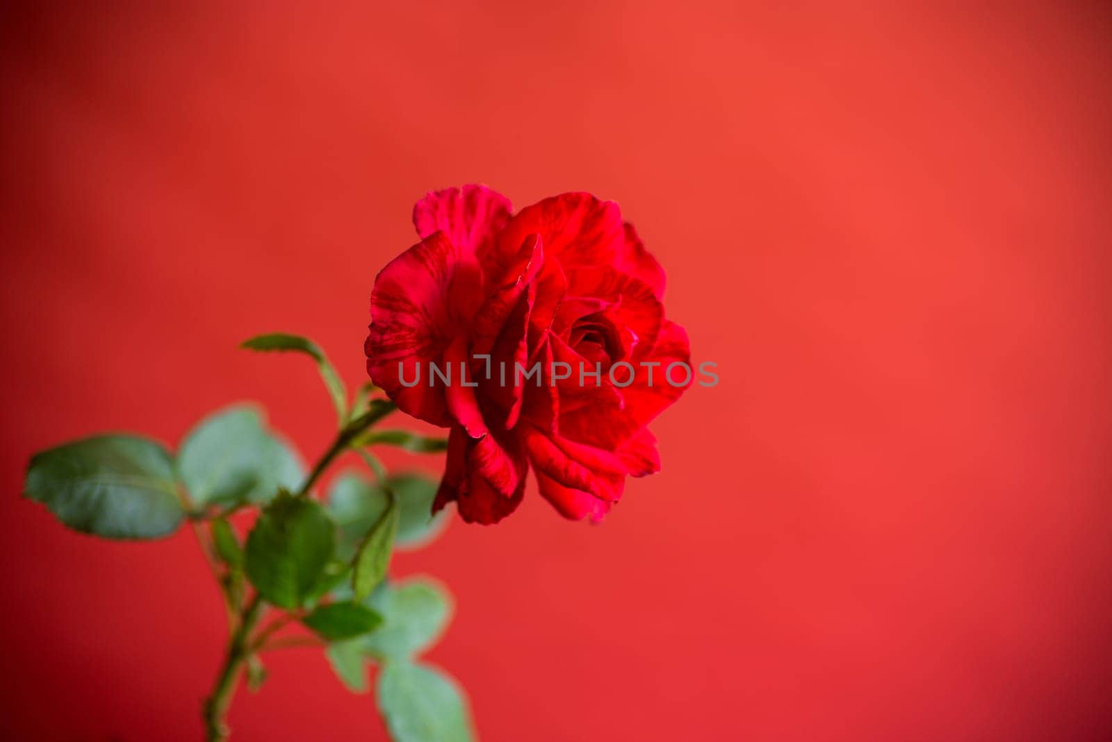 Flowers of beautiful blooming red rose isolated on red background.