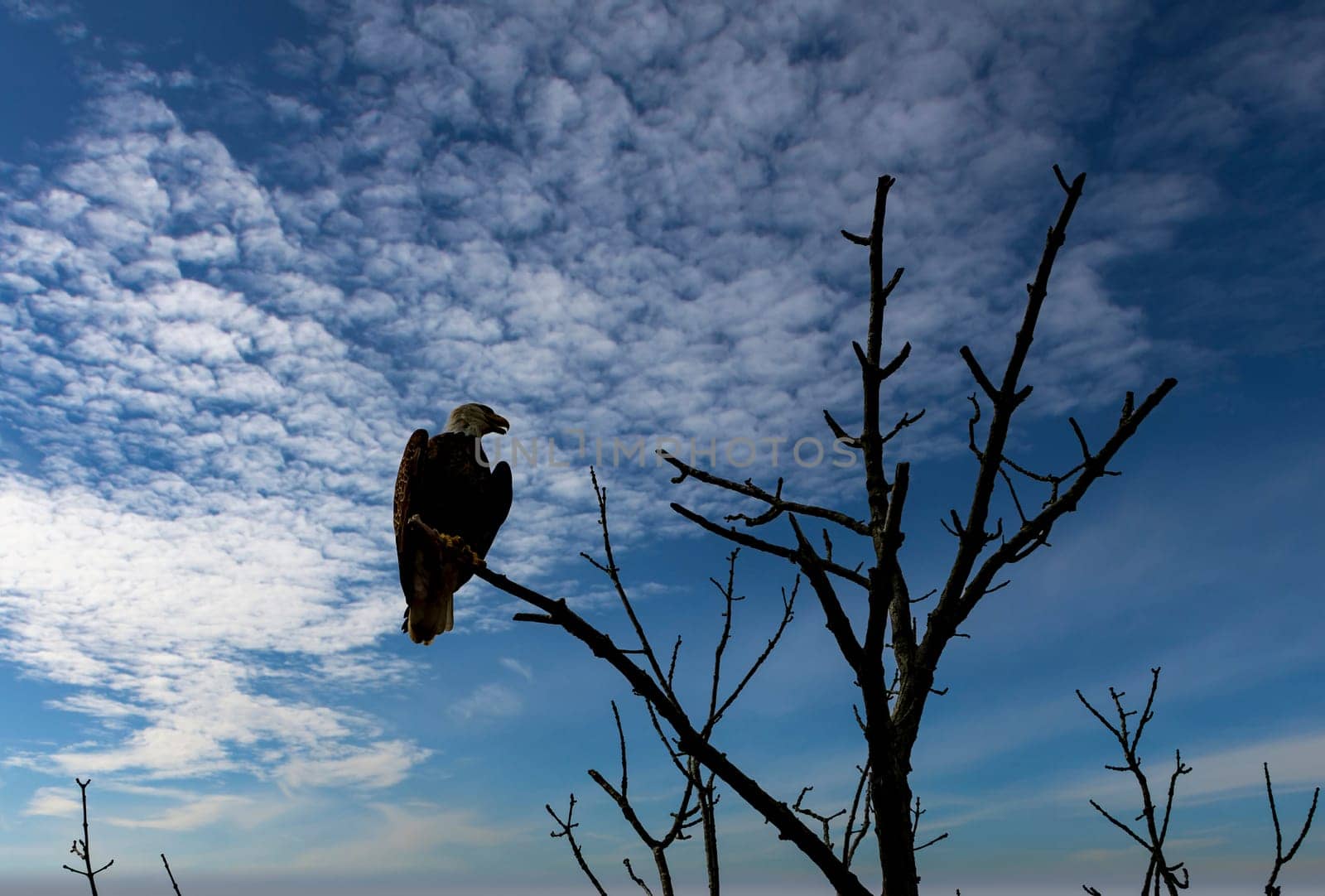 A View of a Bald Eagle Perched on a Tree Branch Looking for Food on a Sunny Spring Day