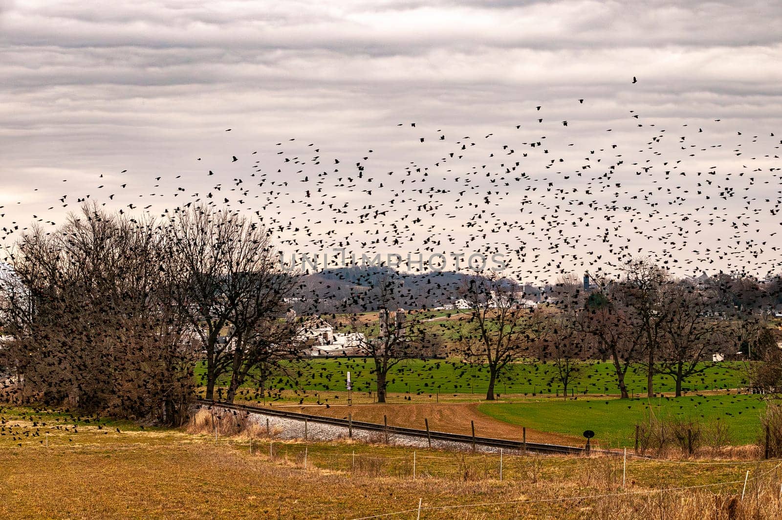 A View of Farmlands and a Single Rail Road Track With a Large Flock of Birds Flying Across the View on a Cloudy Day