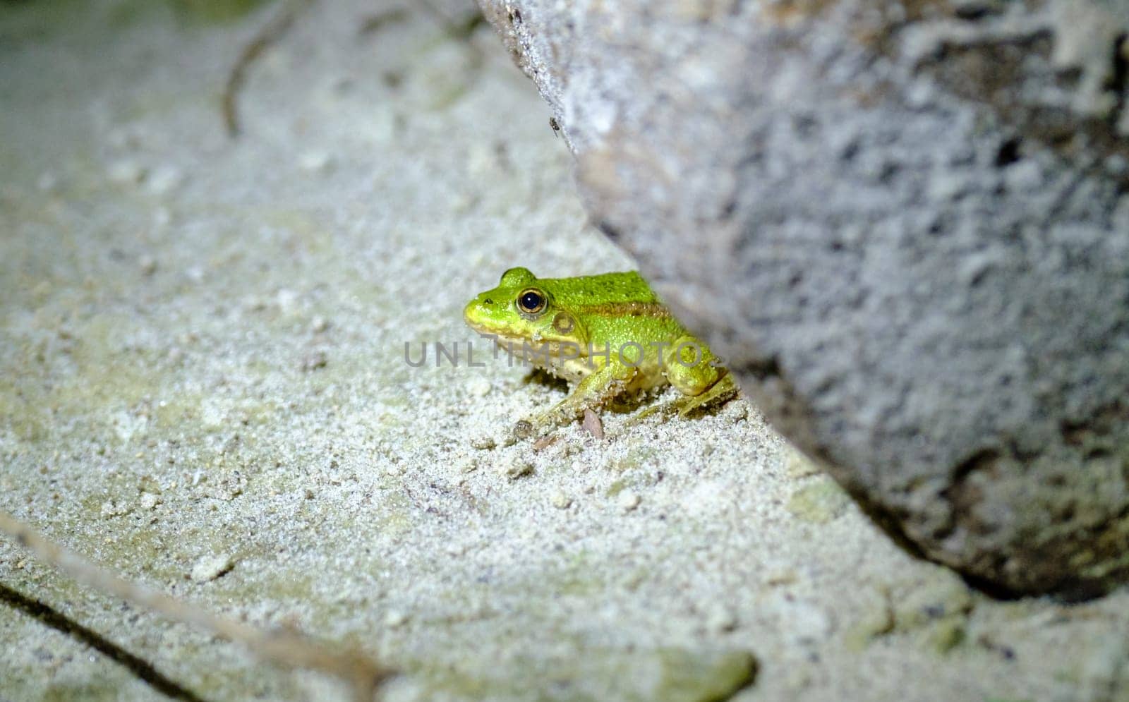 green frog on the ground. frog closeup. amphibian animal