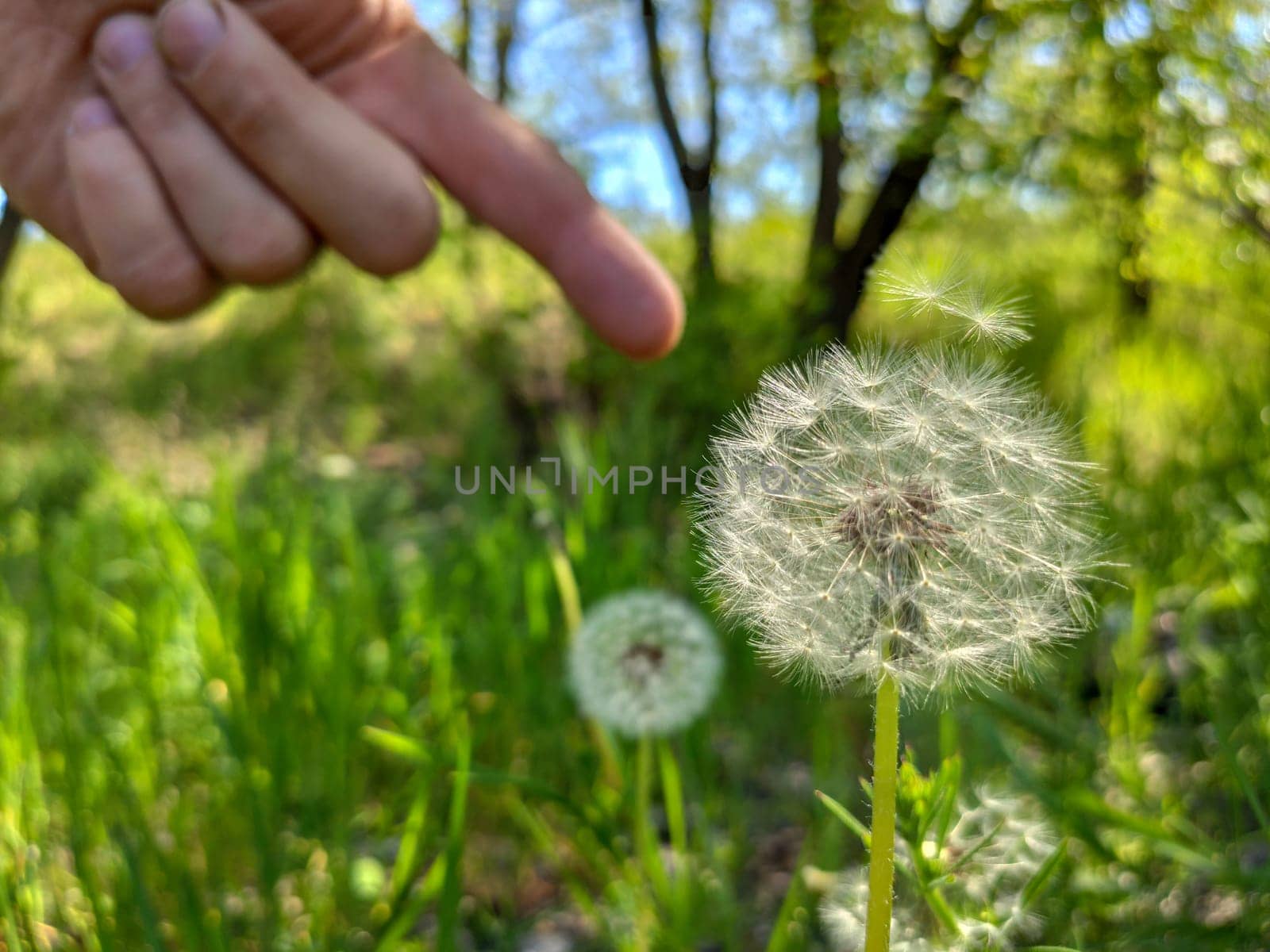 points finger on dandelion in the grass. weak business